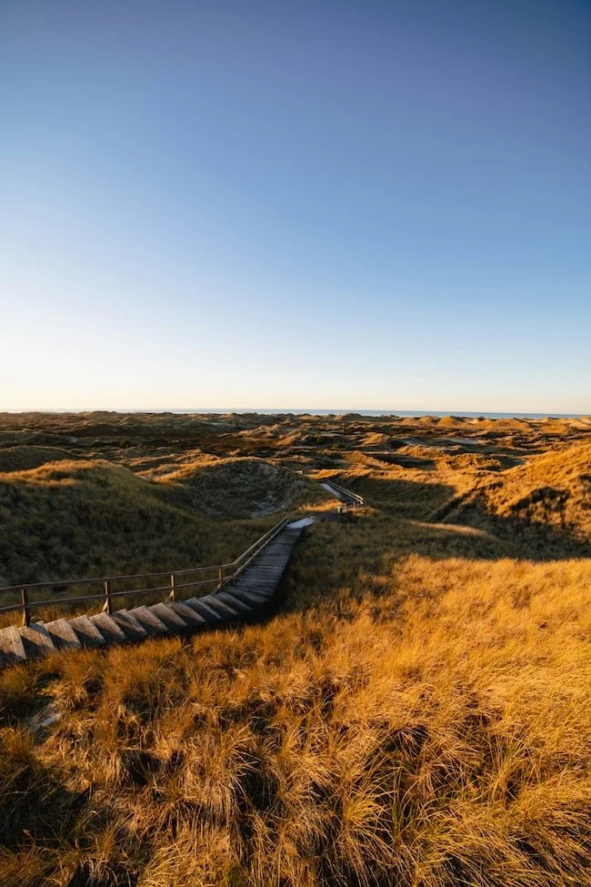 Grassy field in setting sunlight with wooden walkway in the middle