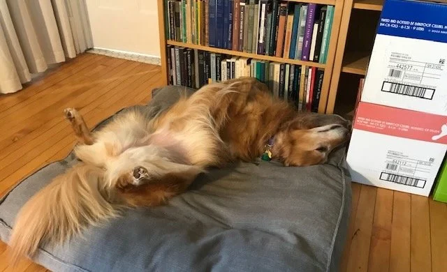 Golden Retriever lying on her back near an empty bookcase
