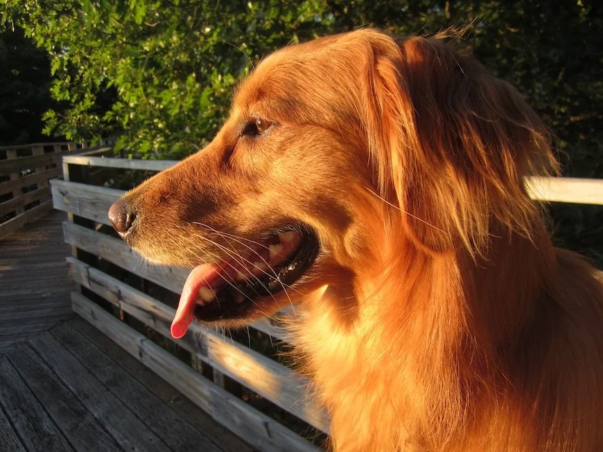 Reddish Golden Retriever in side profile and setting sunlight