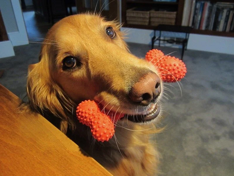 Lambert’s dog Ruby with a red chew bone in her mouth