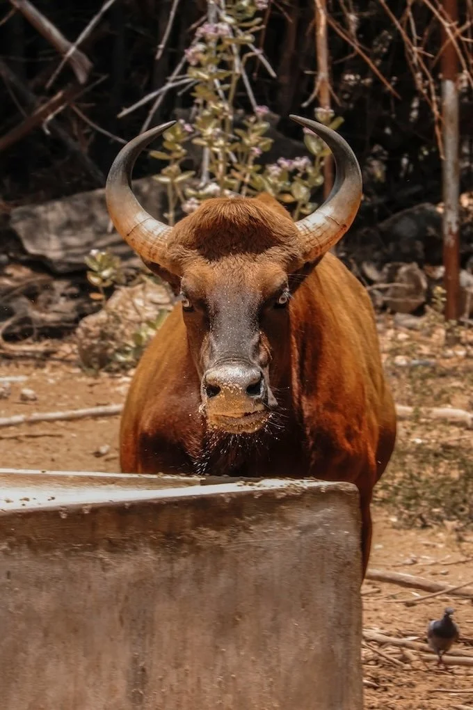 Red bull near water trough staring straight ahead