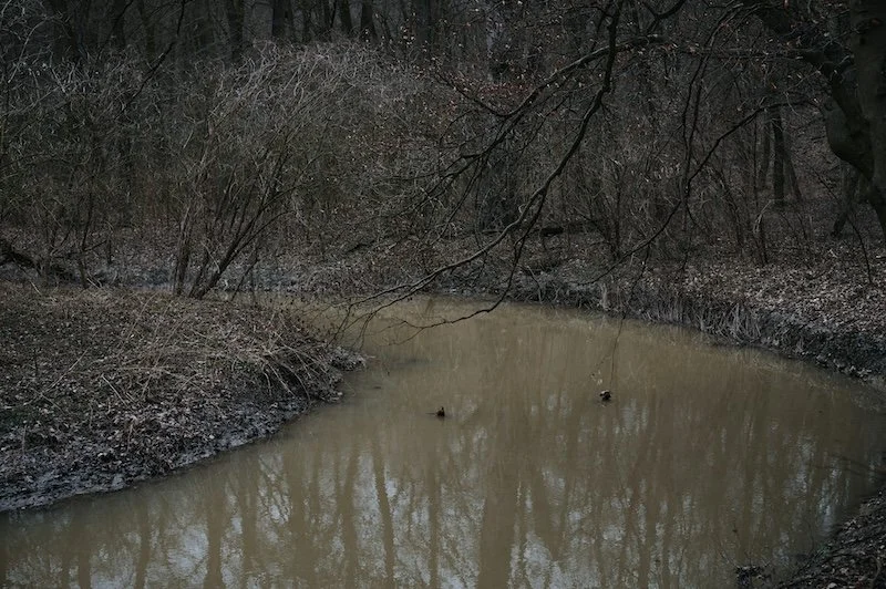 A stream of muddy water surrounded by trees in a forest
