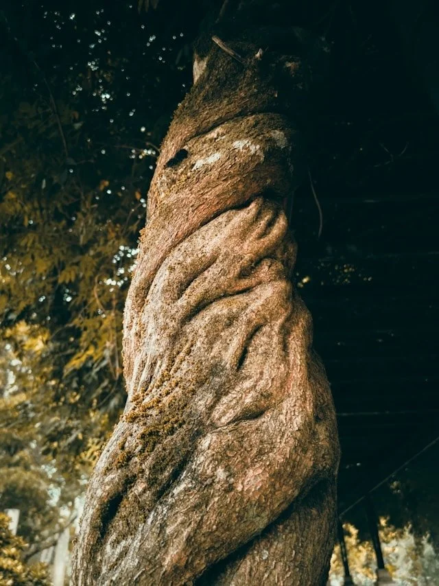 Twisted tree trunk in the shape of a standing human figure