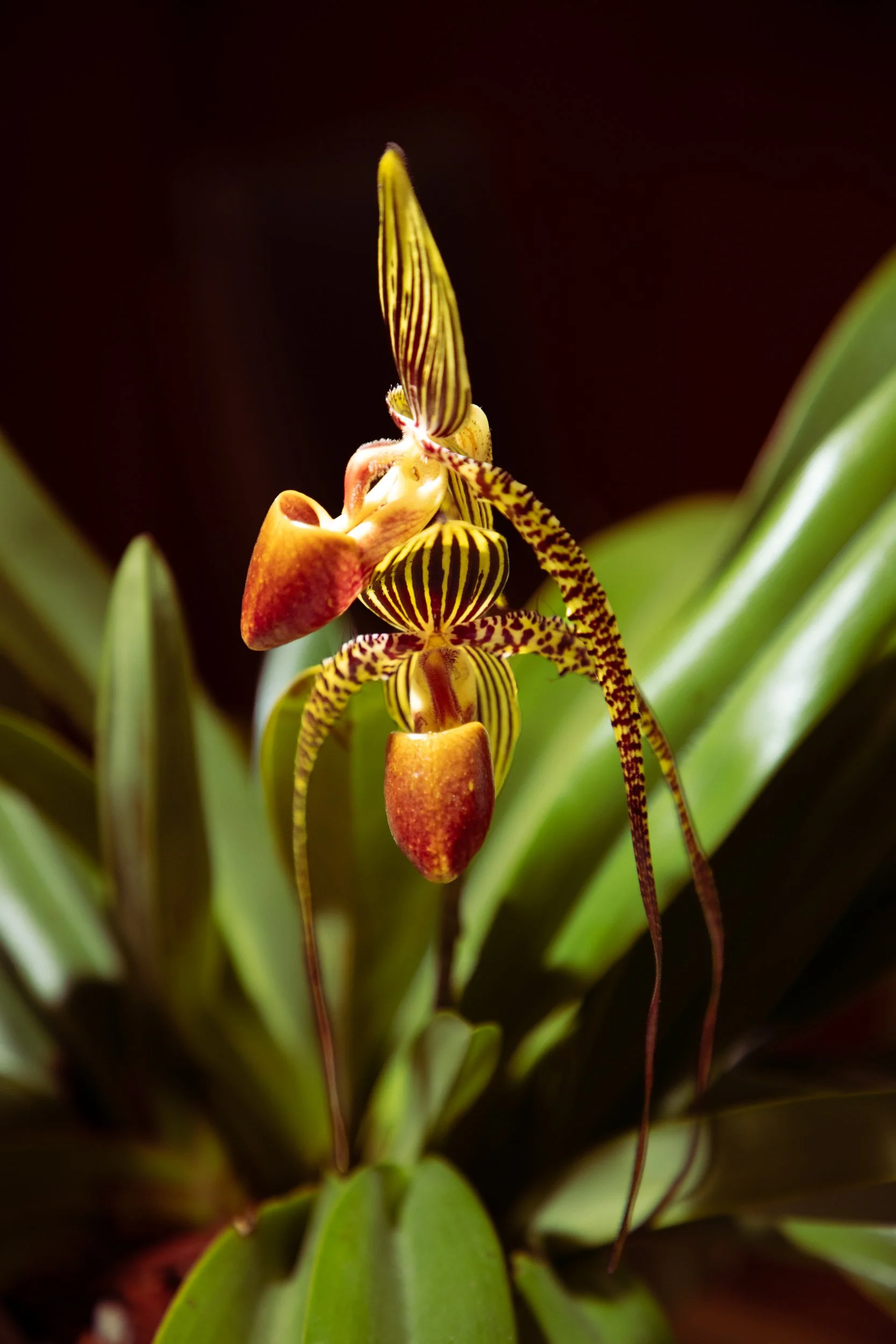 Orchid_Yellow.jpg