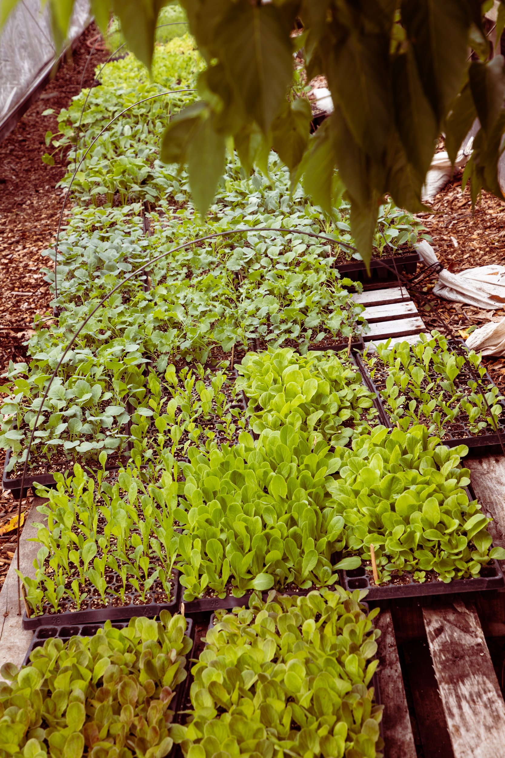 Garden-2.jpg