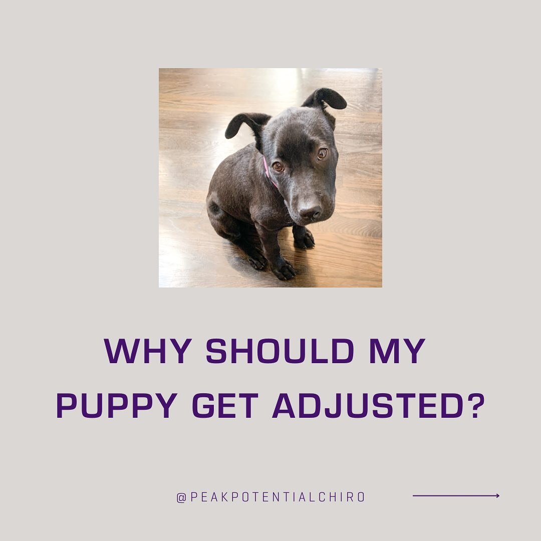 Healthy puppies become healthy dogs!
 
 
 
The goal chiropractic in puppies is to set your furry family up for success. Daily wear and tear can lead to structural shifts that can interrupt communication between the brain and the body. When communicat