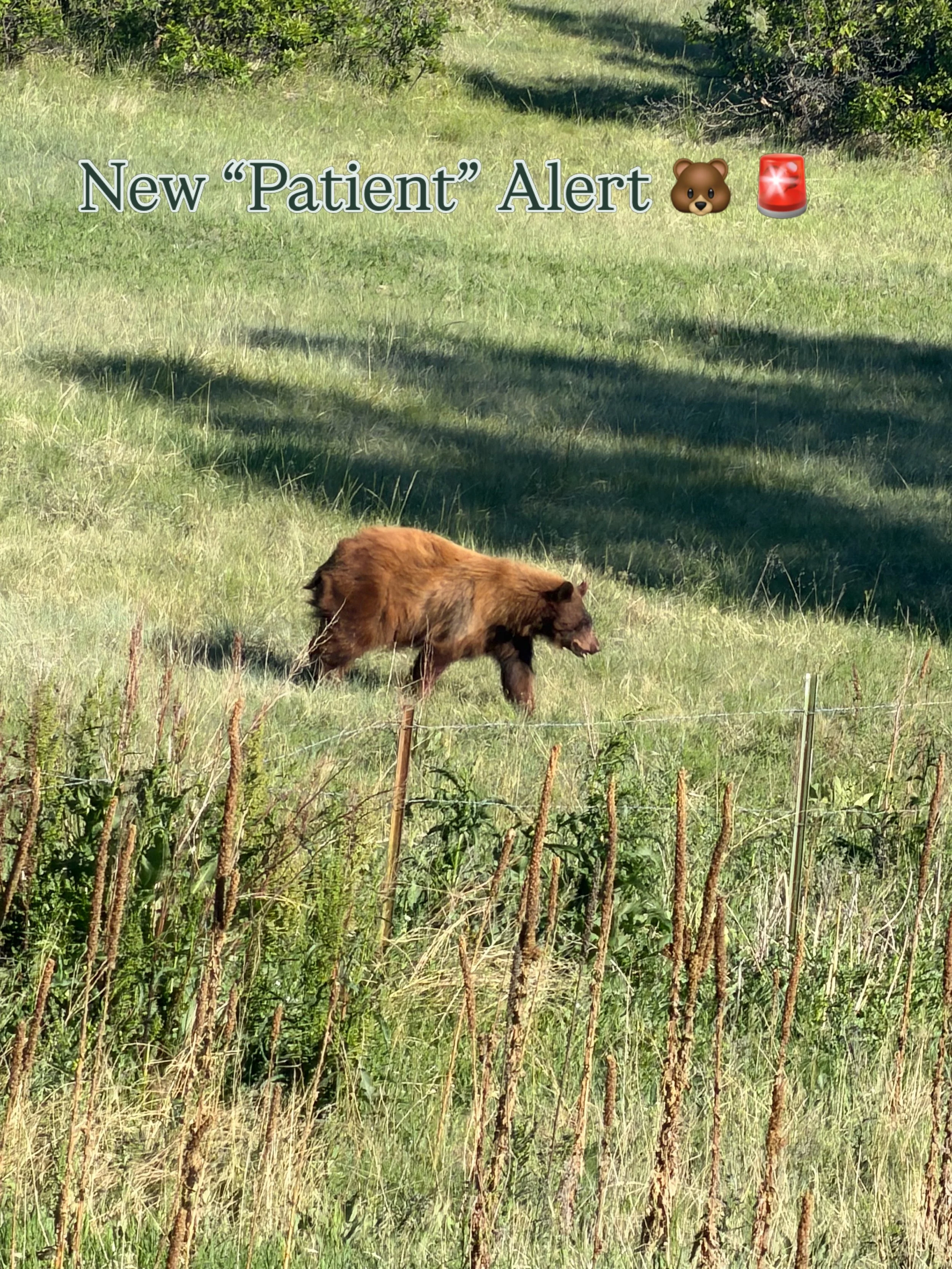 POV: you are on your way to the office and saw this guy&hellip; 🐻 

Rumor has it he heard Peak Potential Chiropractic is accepting new patients and wanted to get on Dr. Byron&rsquo;s schedule. Unfortunately, we had to explain that our office only se