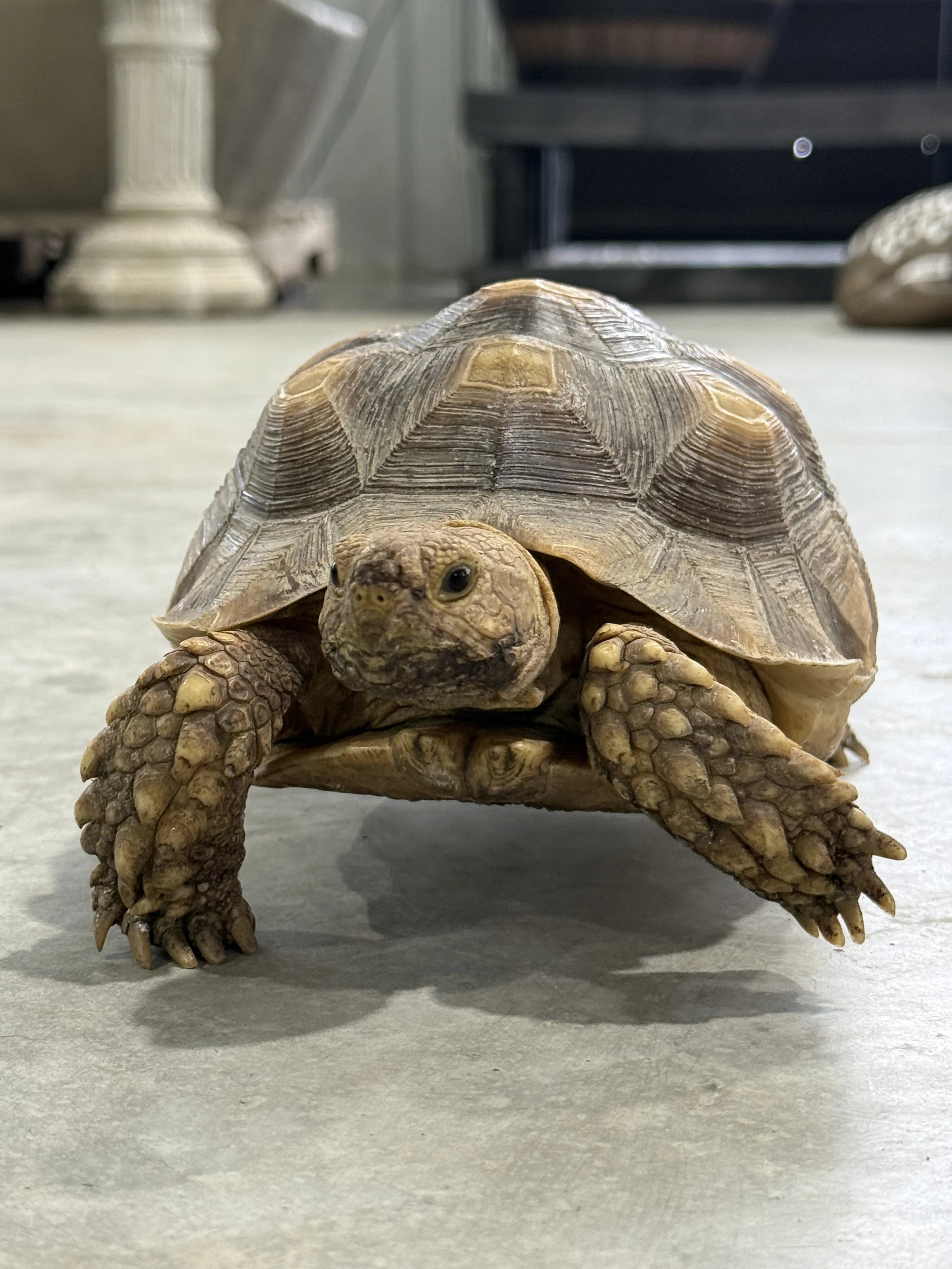 Squirt