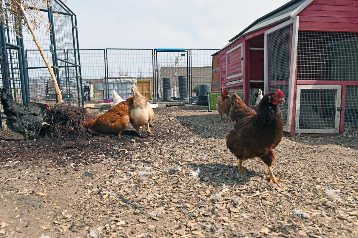 RayneGardens-chickens.jpg