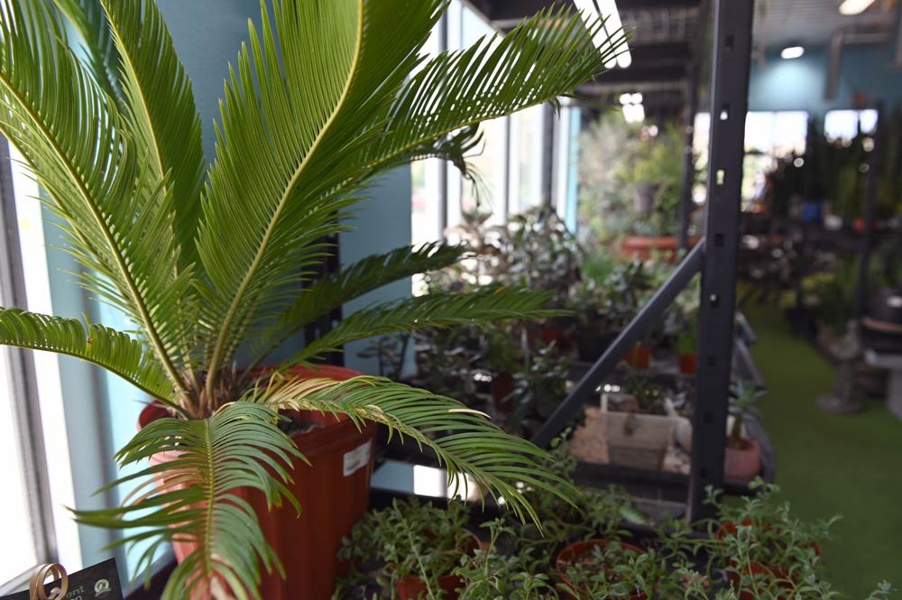 RayneGardens-new-ferns.jpg