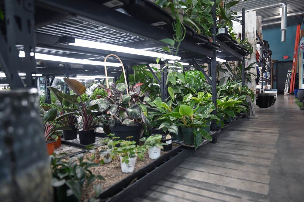 RayneGardens-new-indoor-plants.jpg