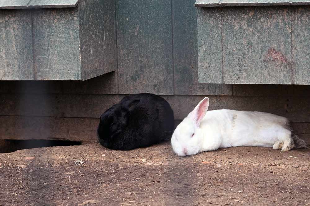 RayneGardens-bunnies-rabbits.jpg