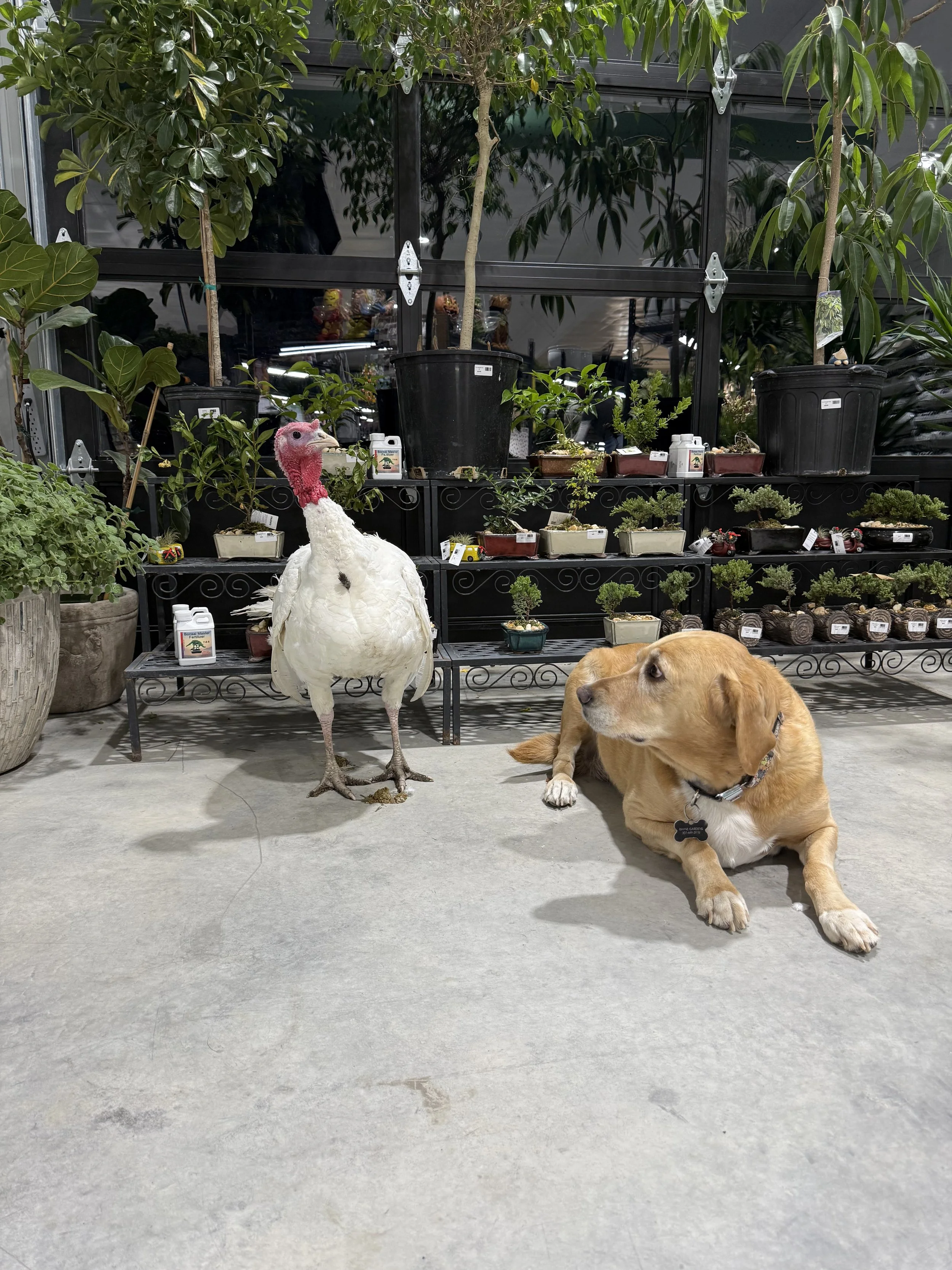 Indoor Plants & Decor