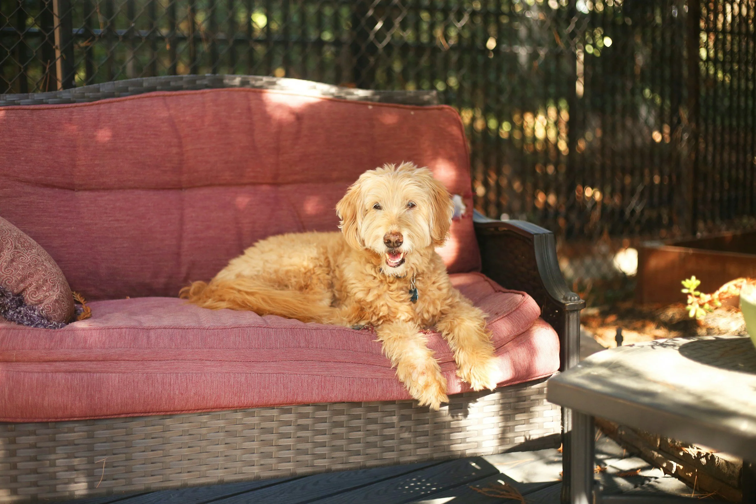 pet dog enjoying whitehurst neighborhood backyard