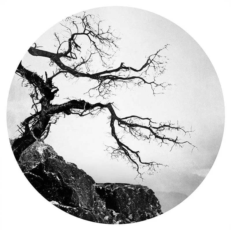 artwork-tree-branches-cottingham.jpg
