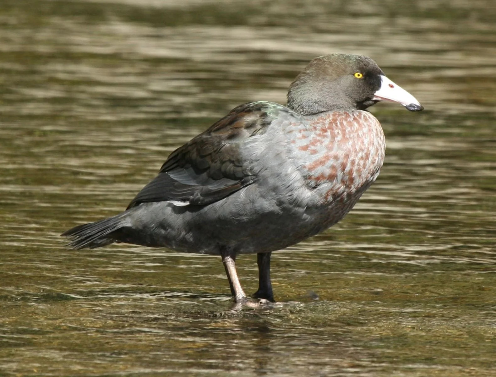 1691447181-1710-1-20blue-20duck-20ruatiti-20domain.jpg.jpeg