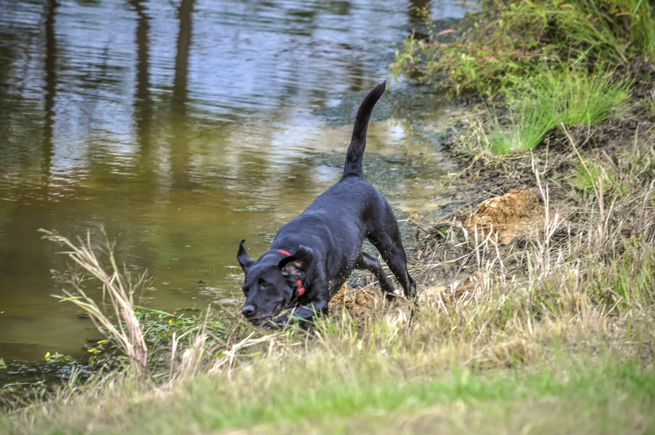 A black dog with a red collar running along a grassy bank near a body of water.