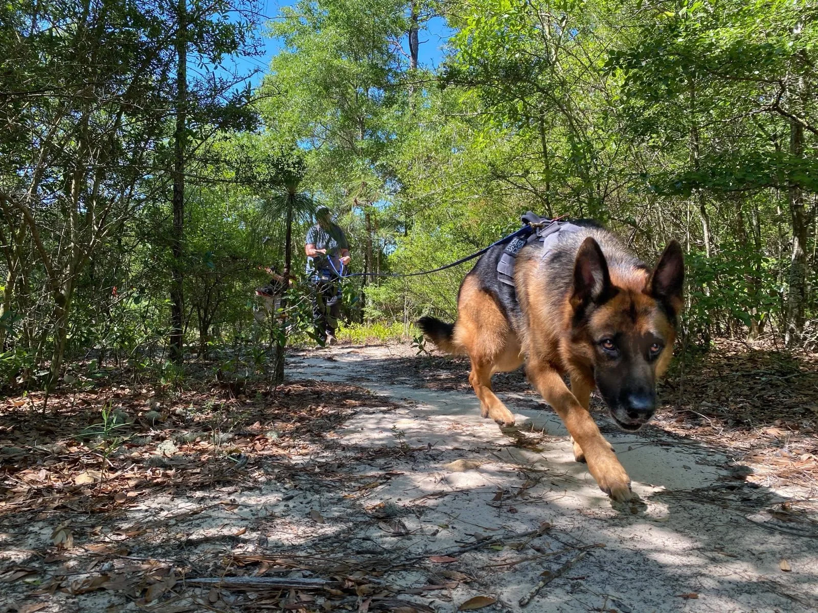 A bloodhound wearing a harness sniffing the ground in a grassy field with trees in the background.