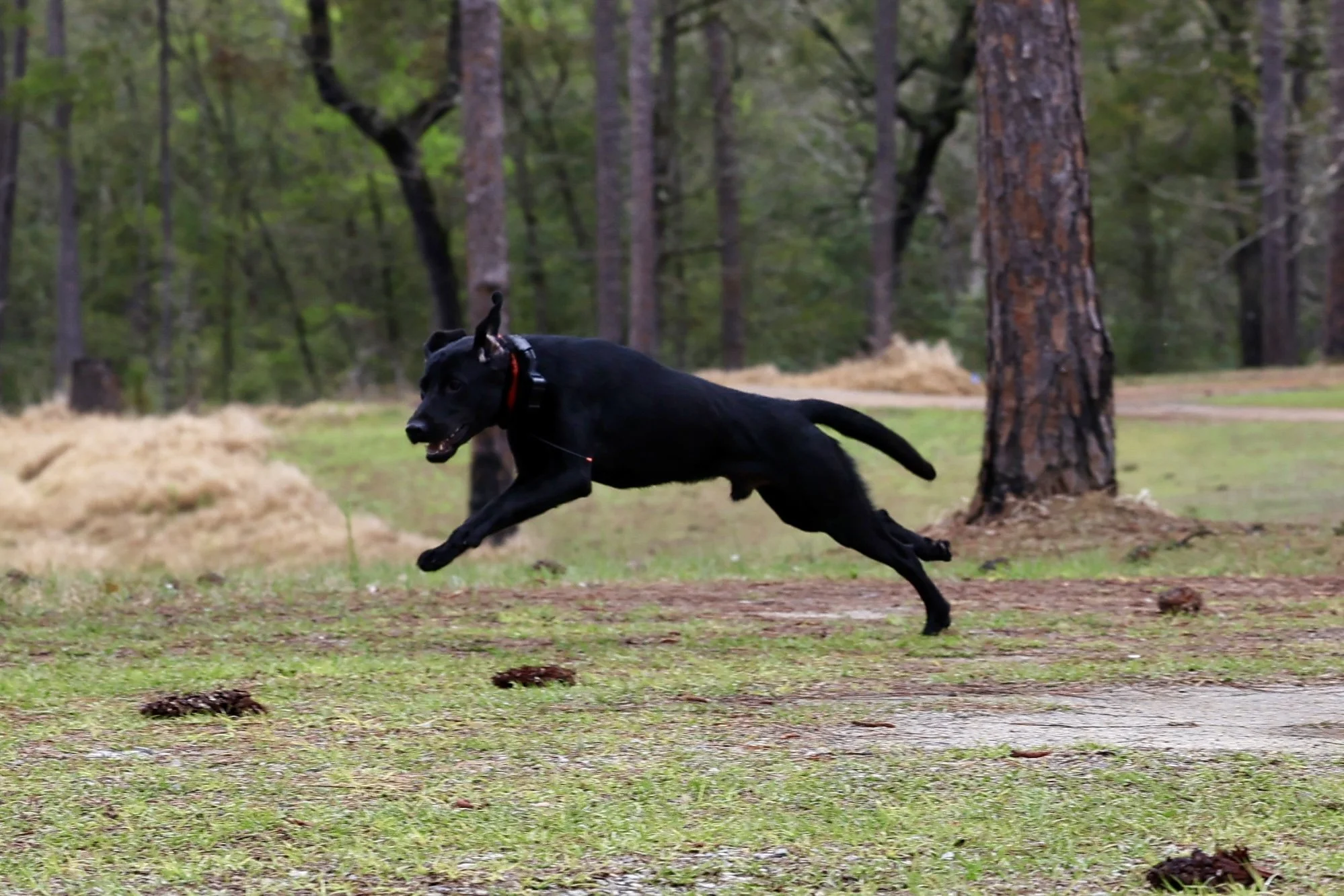Black dog searching/running in a wooded area