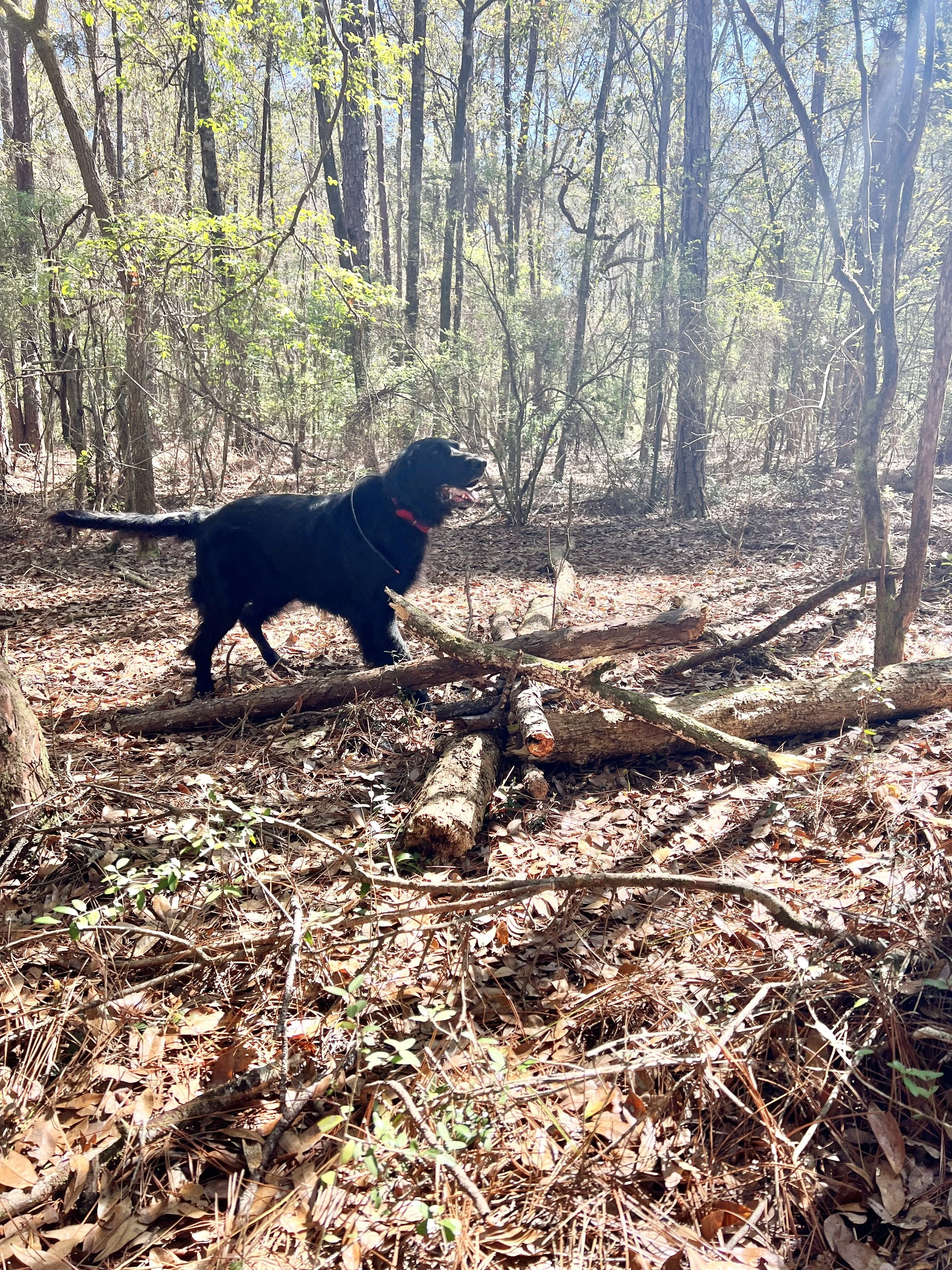 A black dog with a red collar walking through a sunlit forest with fallen branches on the ground.