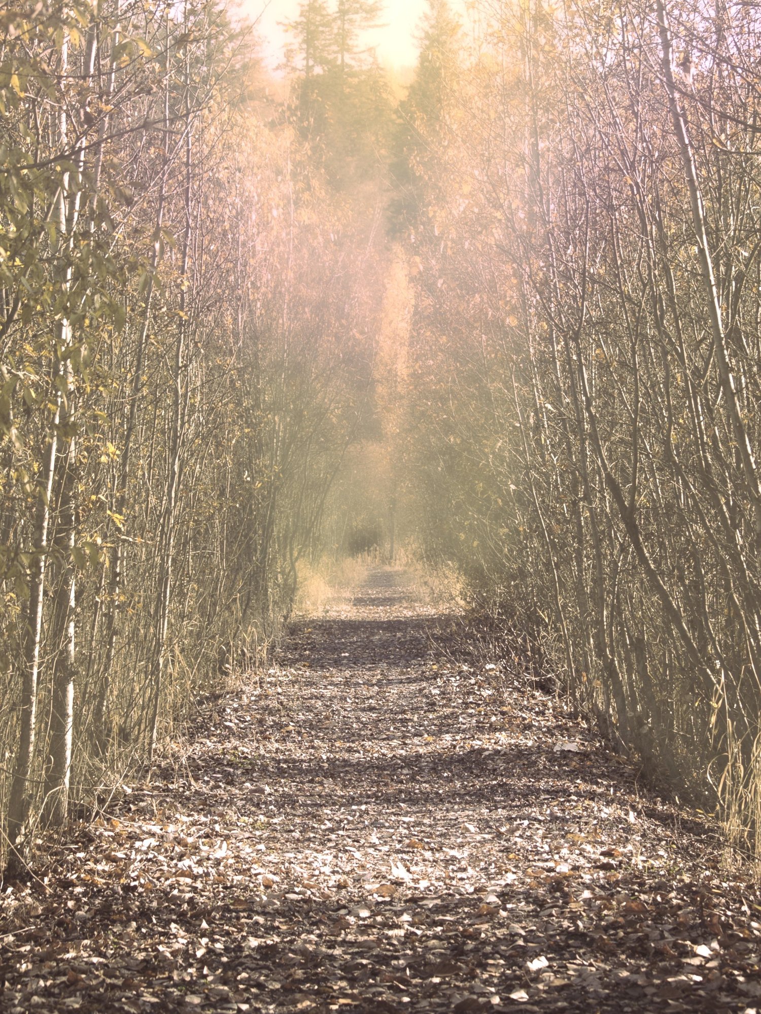 Clear Path Psychotherapy