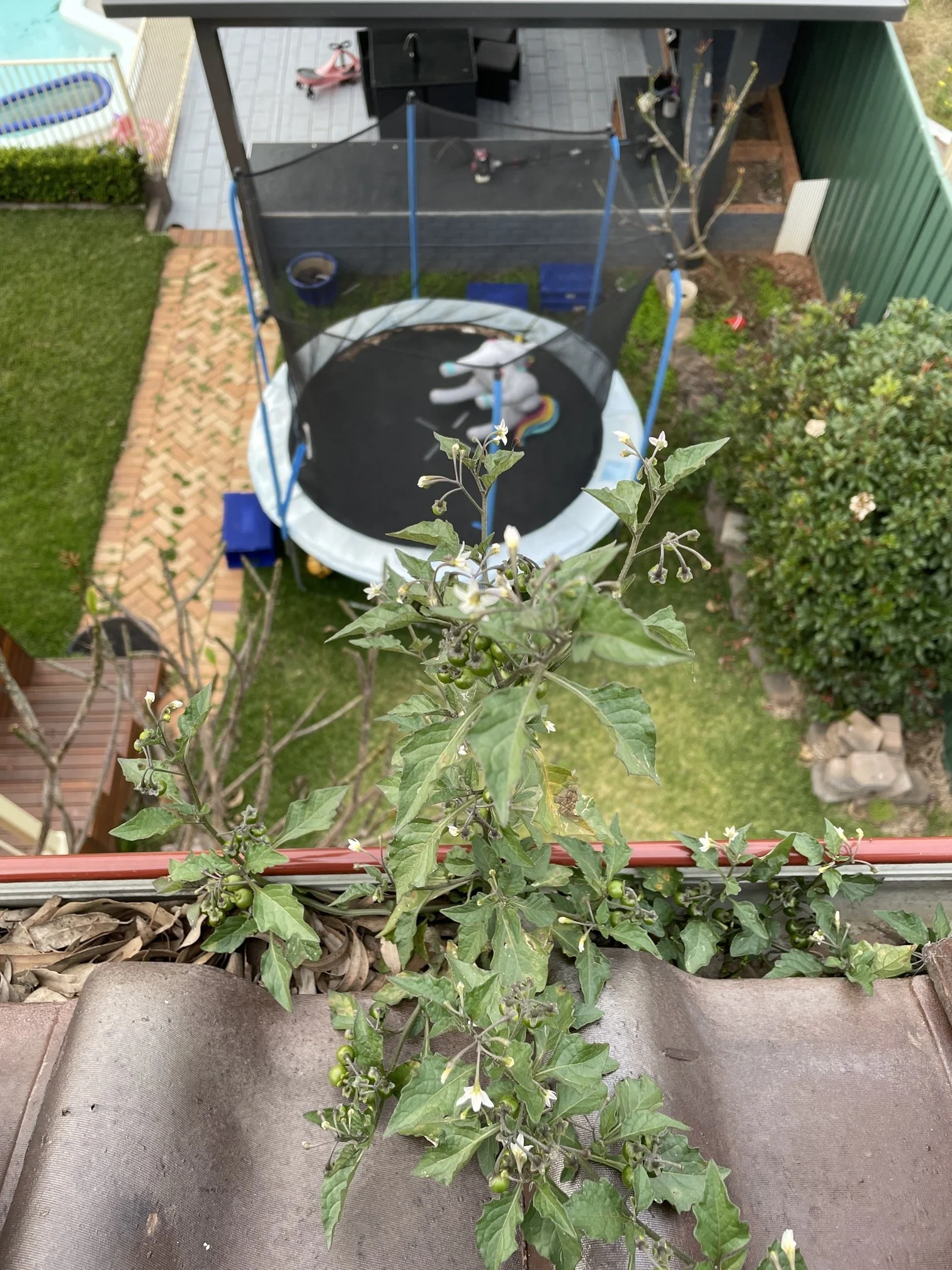 Plants are growing out of my gutters.
