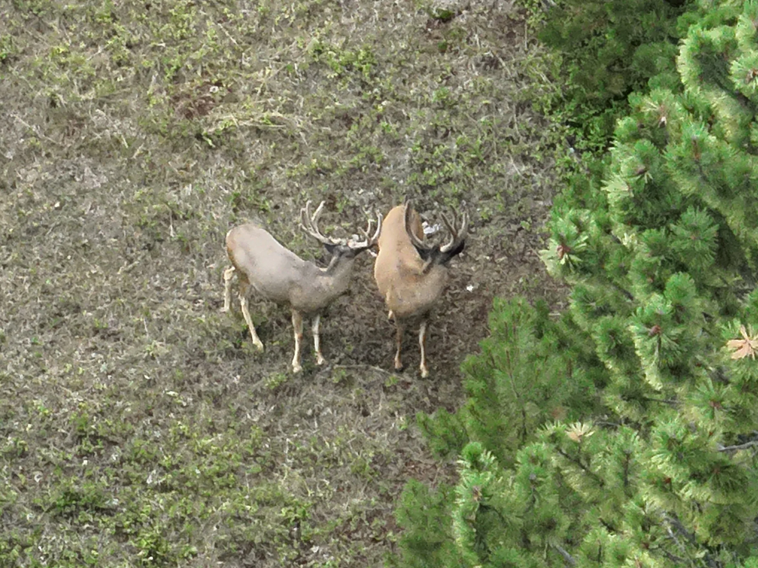 Wildgame Recovery