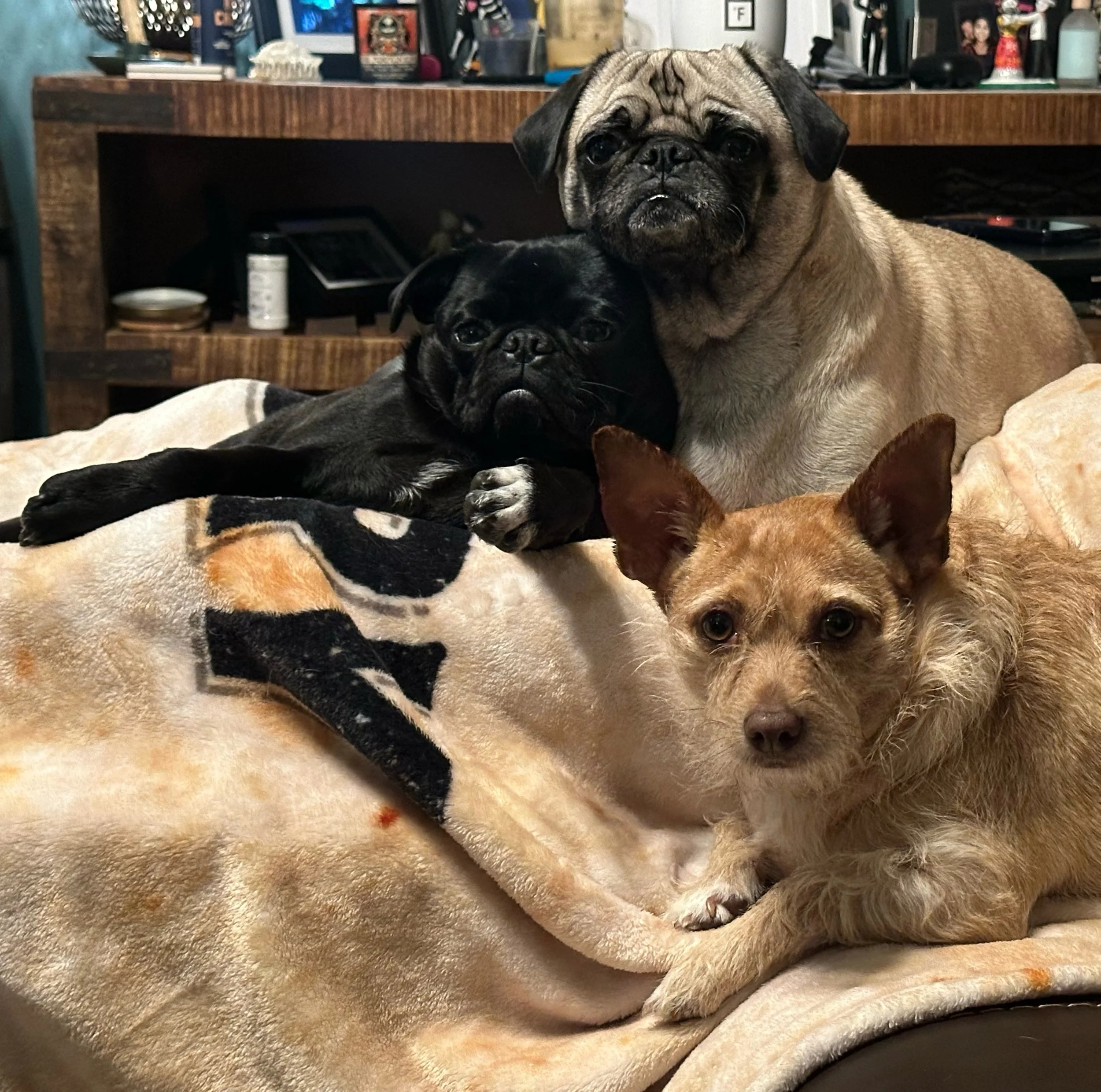 Three dogs, a pug, a French bulldog, and mixed breed, resting on a blanket in a living room.