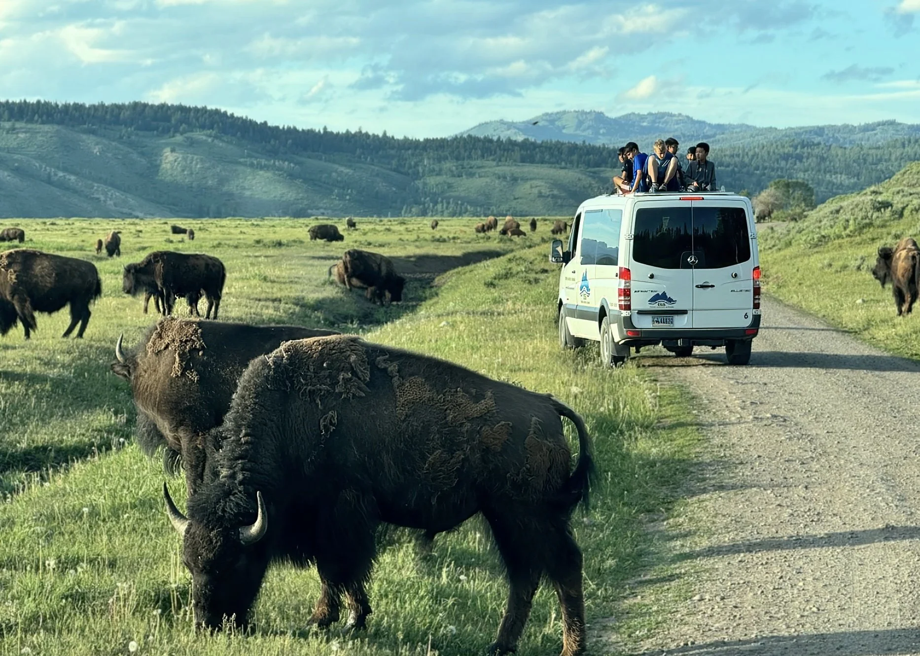 Bison encounter with TSS Wildlife Expeditions 