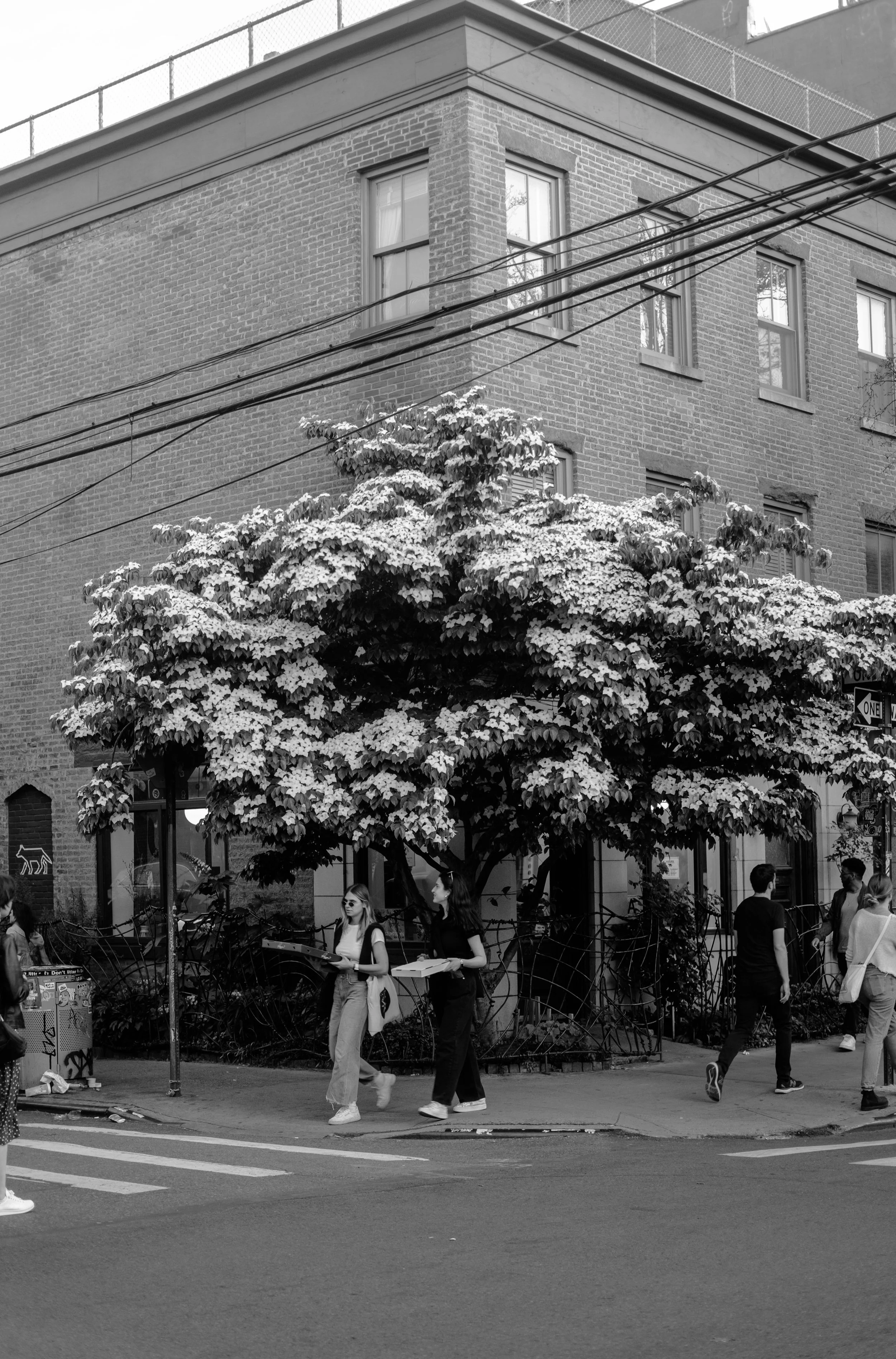 Williamsburg Bloom (Monochrome)