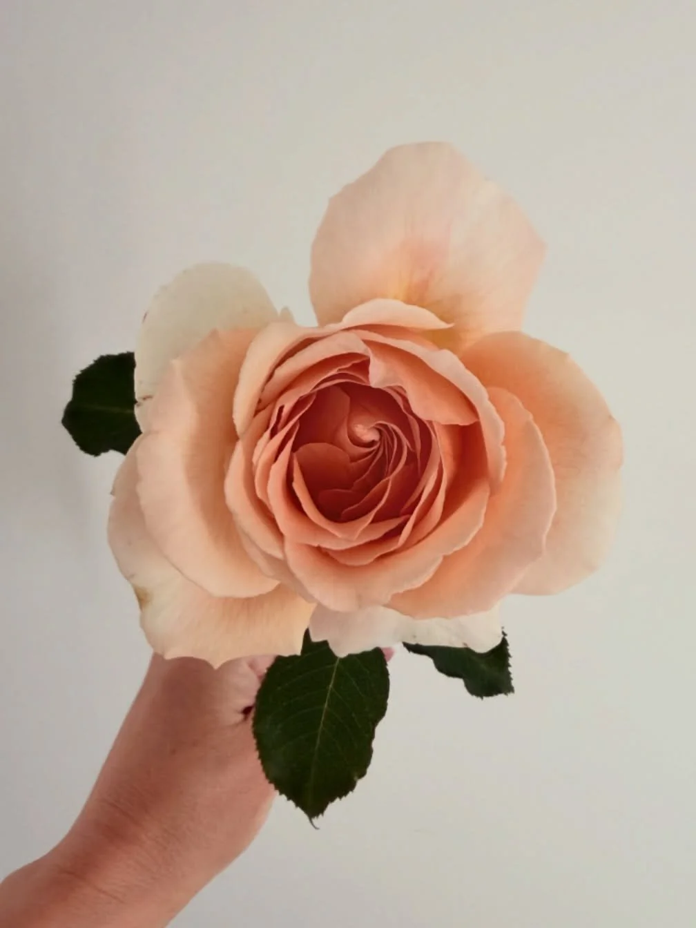 Wishing you a happy Sunday. We&rsquo;ve taken this friend from house to house and it seems like she&rsquo;s pretty happy here. As am I ❤️