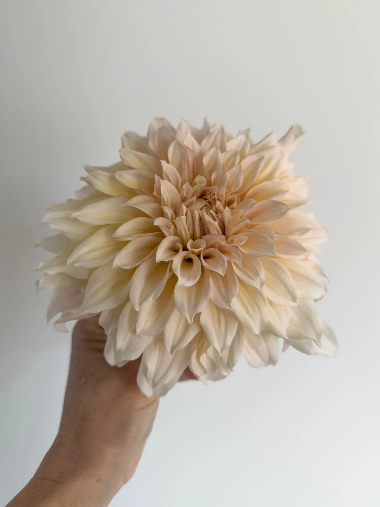 You guys, I grew a whole tutu ❤️

Caf&eacute; au Lait from @wrensflowerfarm