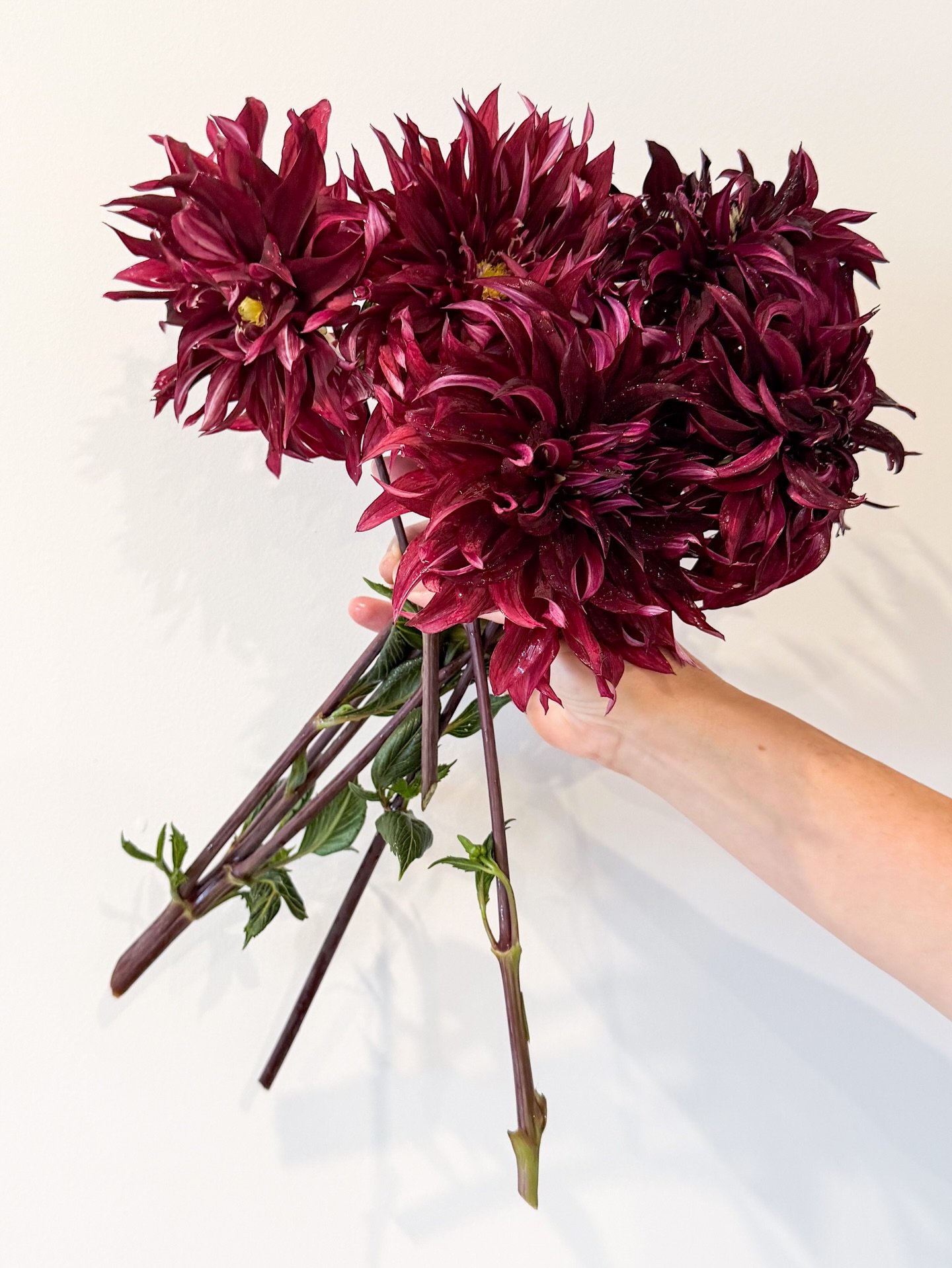 Every couple of days it&rsquo;s &rsquo;you&rsquo;re my favourite&rsquo; and then &rsquo;no, you&rsquo;re my favourite&rsquo;. Don&rsquo;t tell the others but I mean it the most with these Morning Mollys🩸💋💔 from @buckajoflowers