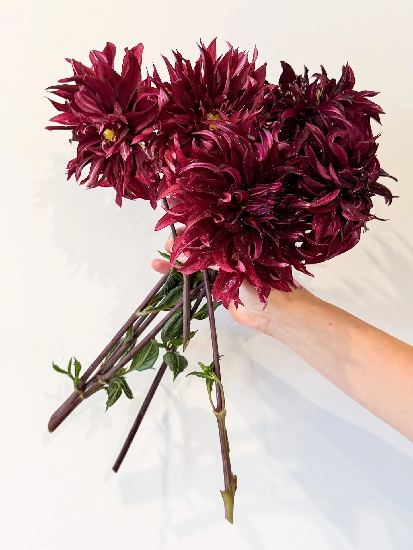 Every couple of days it&rsquo;s &rsquo;you&rsquo;re my favourite&rsquo; and then &rsquo;no, you&rsquo;re my favourite&rsquo;. Don&rsquo;t tell the others but I mean it the most with these Morning Mollys🩸💋💔 from @buckajoflowers