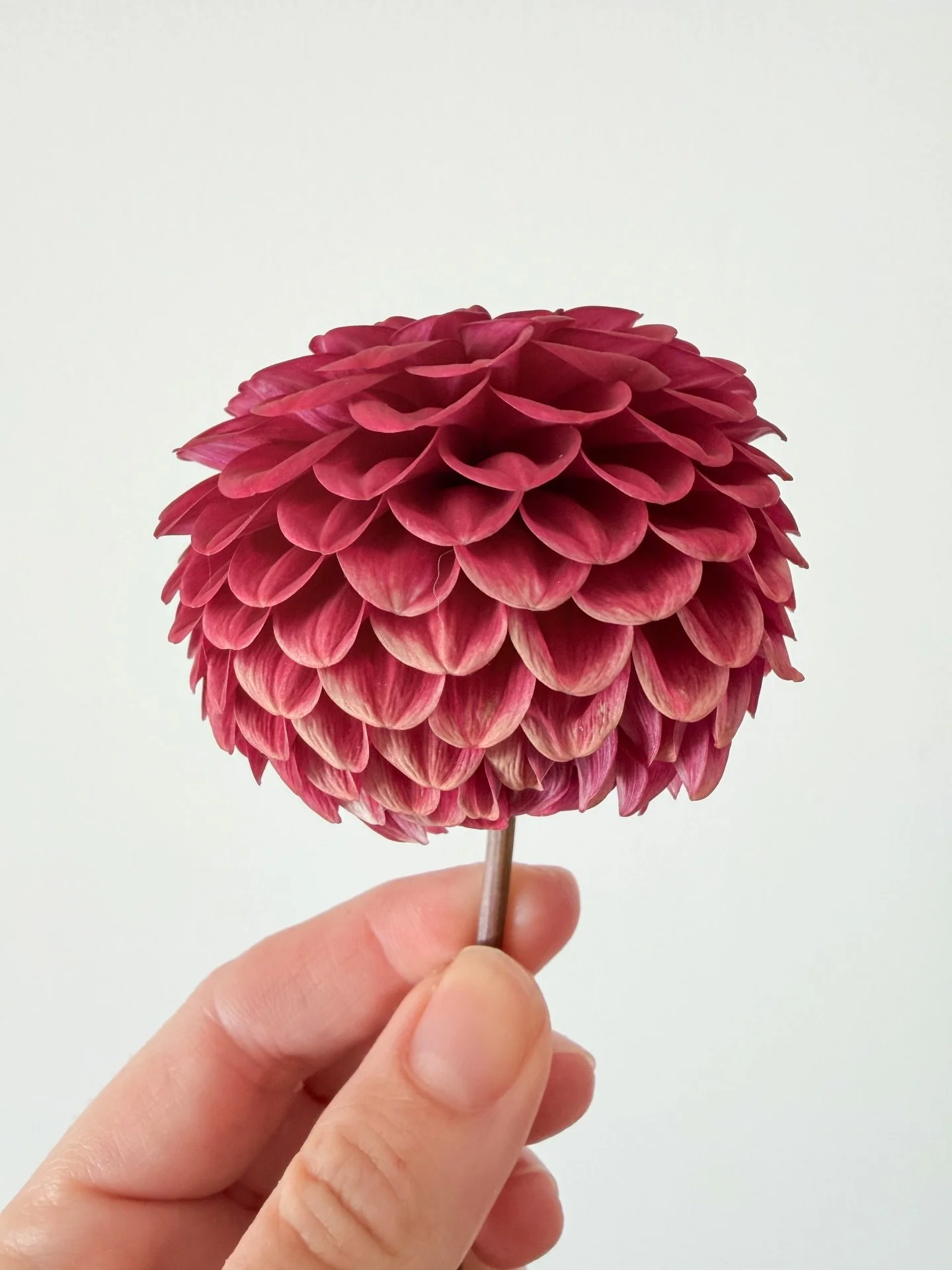 Dahlia season fading out slowly 💔