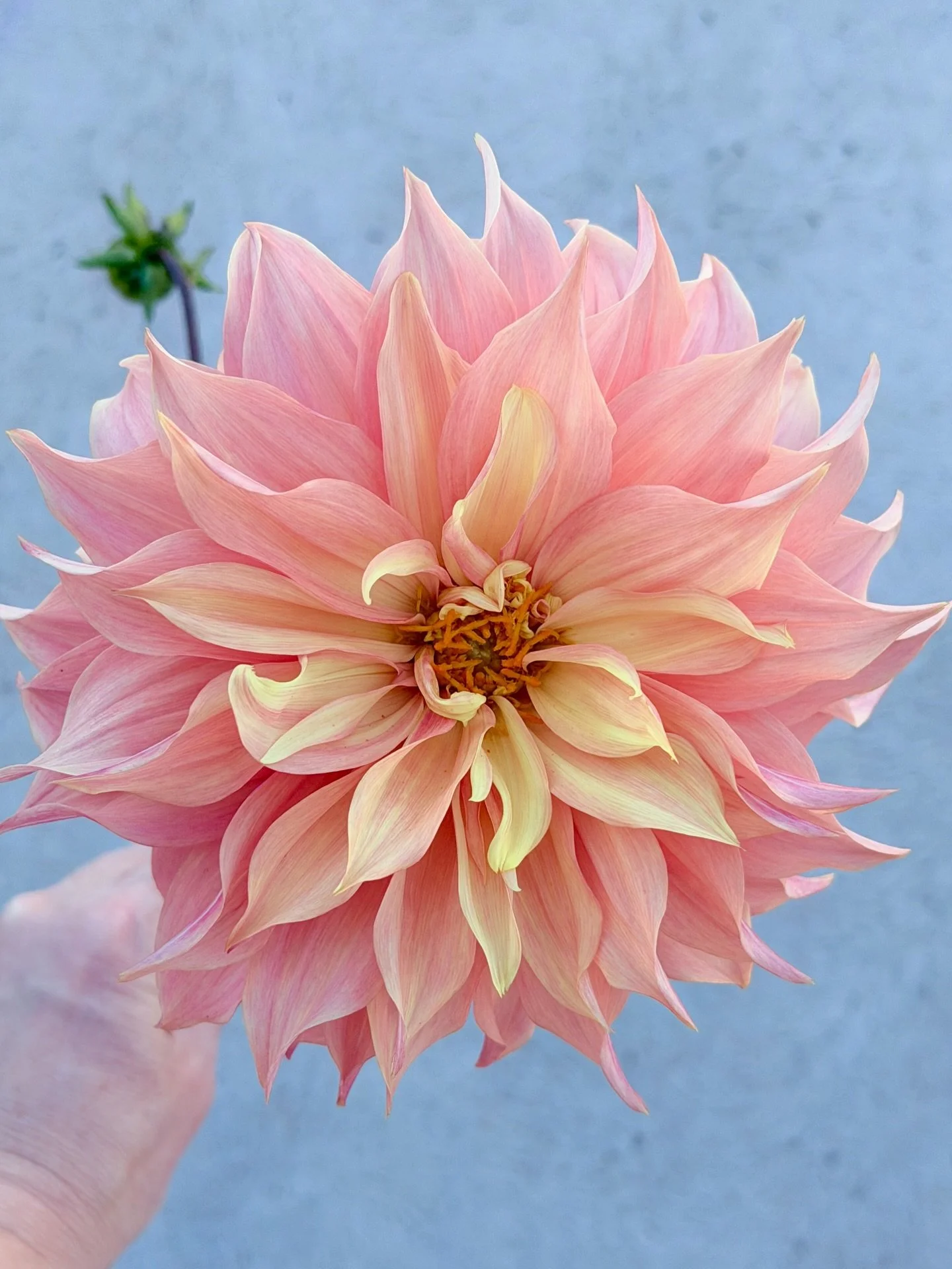 Looks like someone heard the pollinators are in town 😘