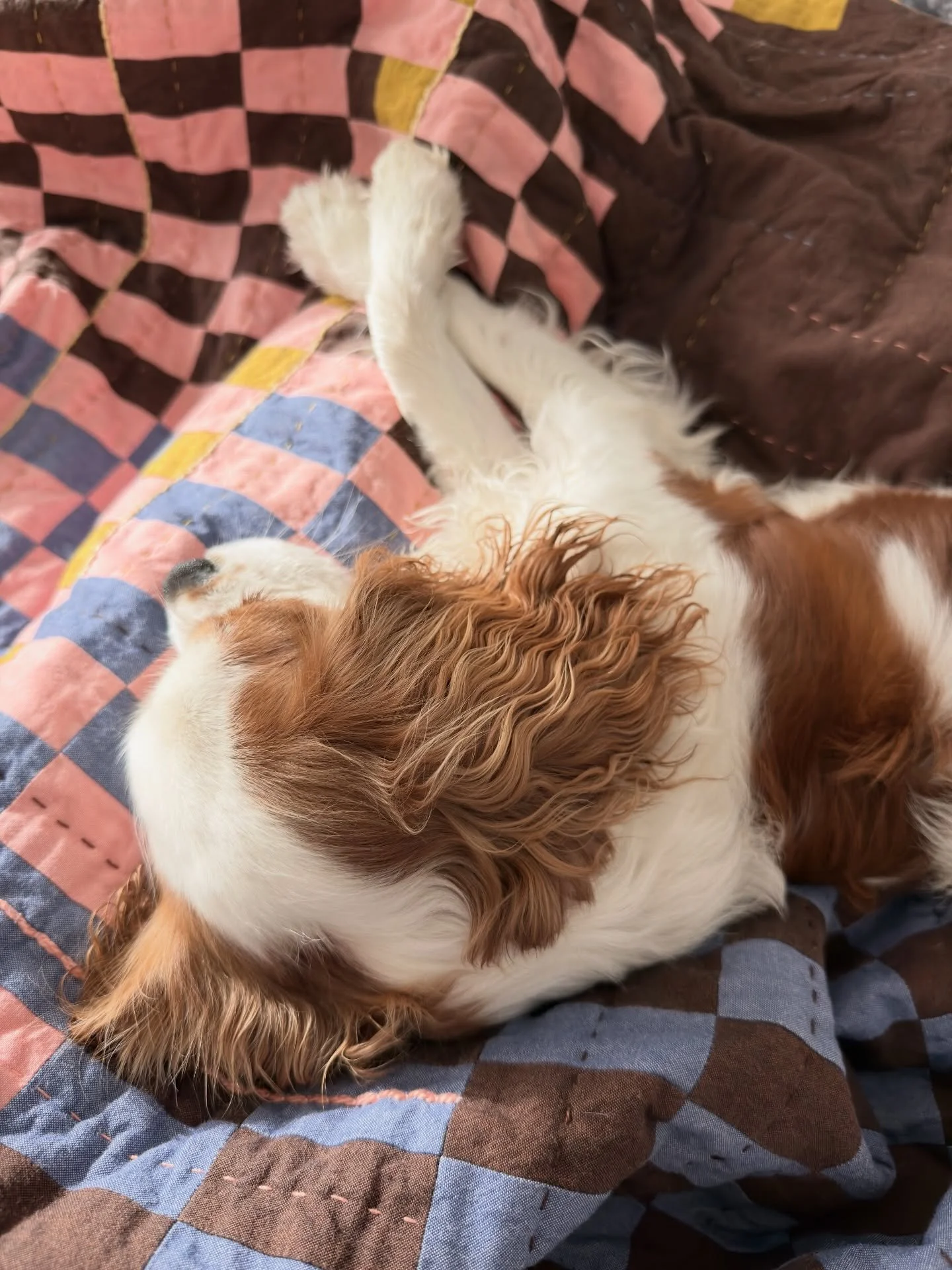 Whatever your day holds today, I hope it feels as good as a cavalier pup sleeping on a hand-made quilt xx