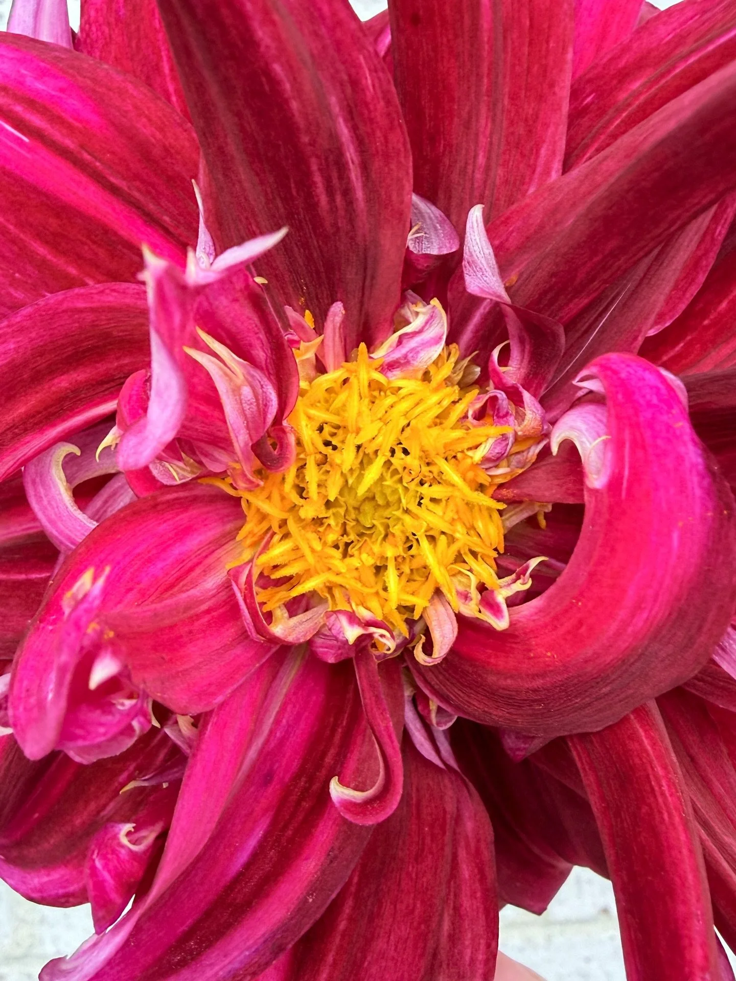Last flush for this lady. Happy Sunday 🌸