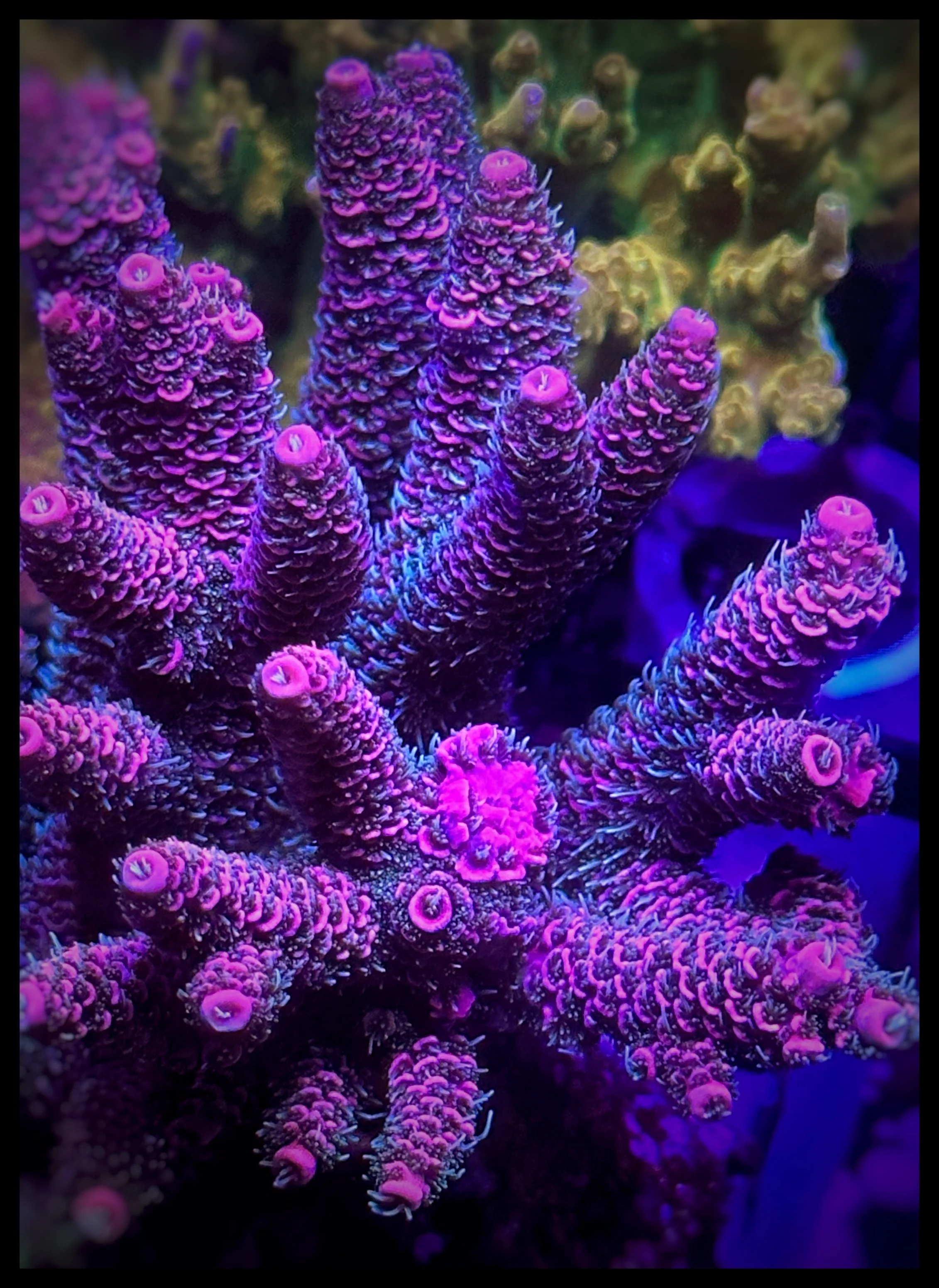 TC Miami Vice
