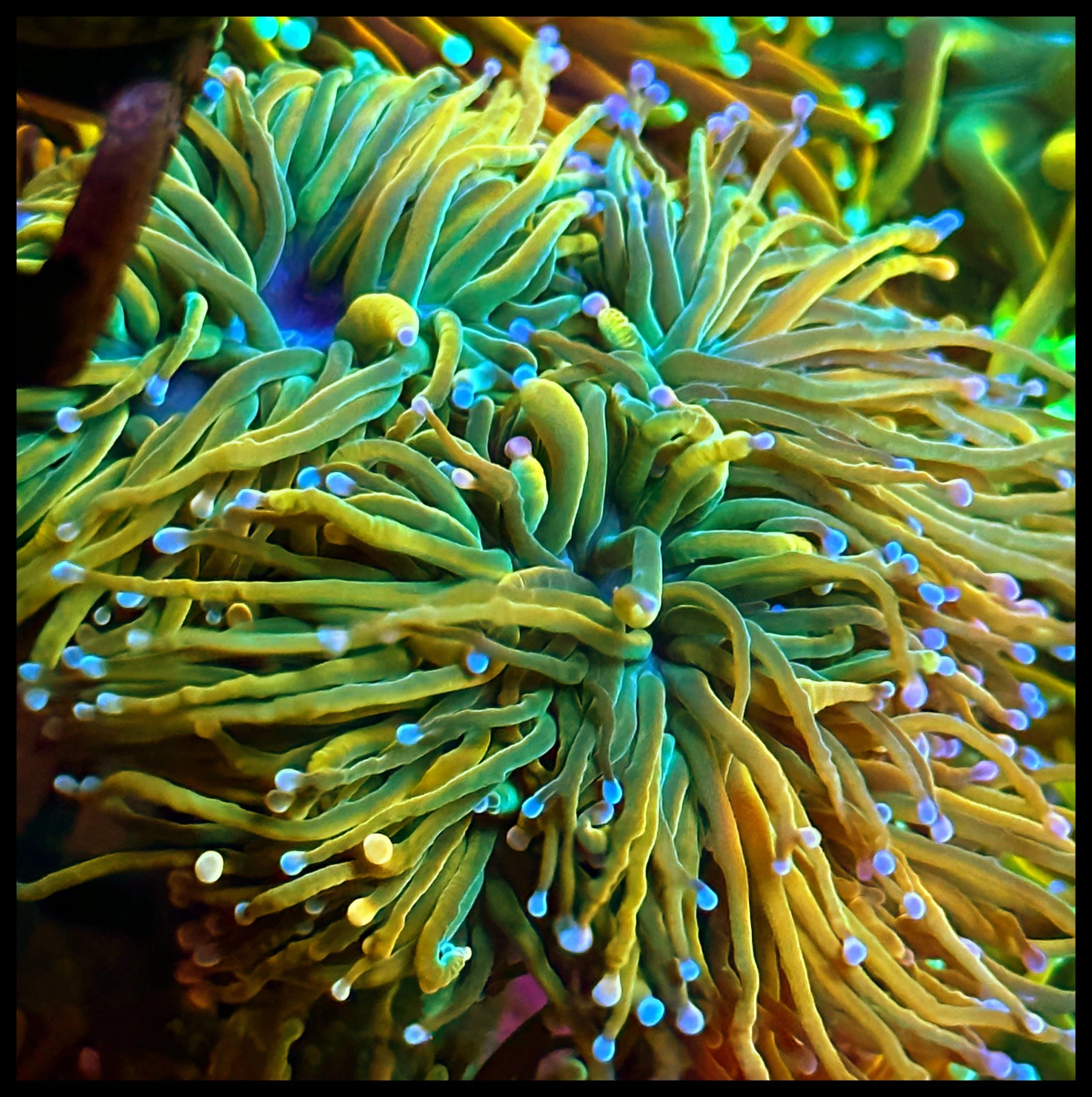 Master Torch — Tusi Corals