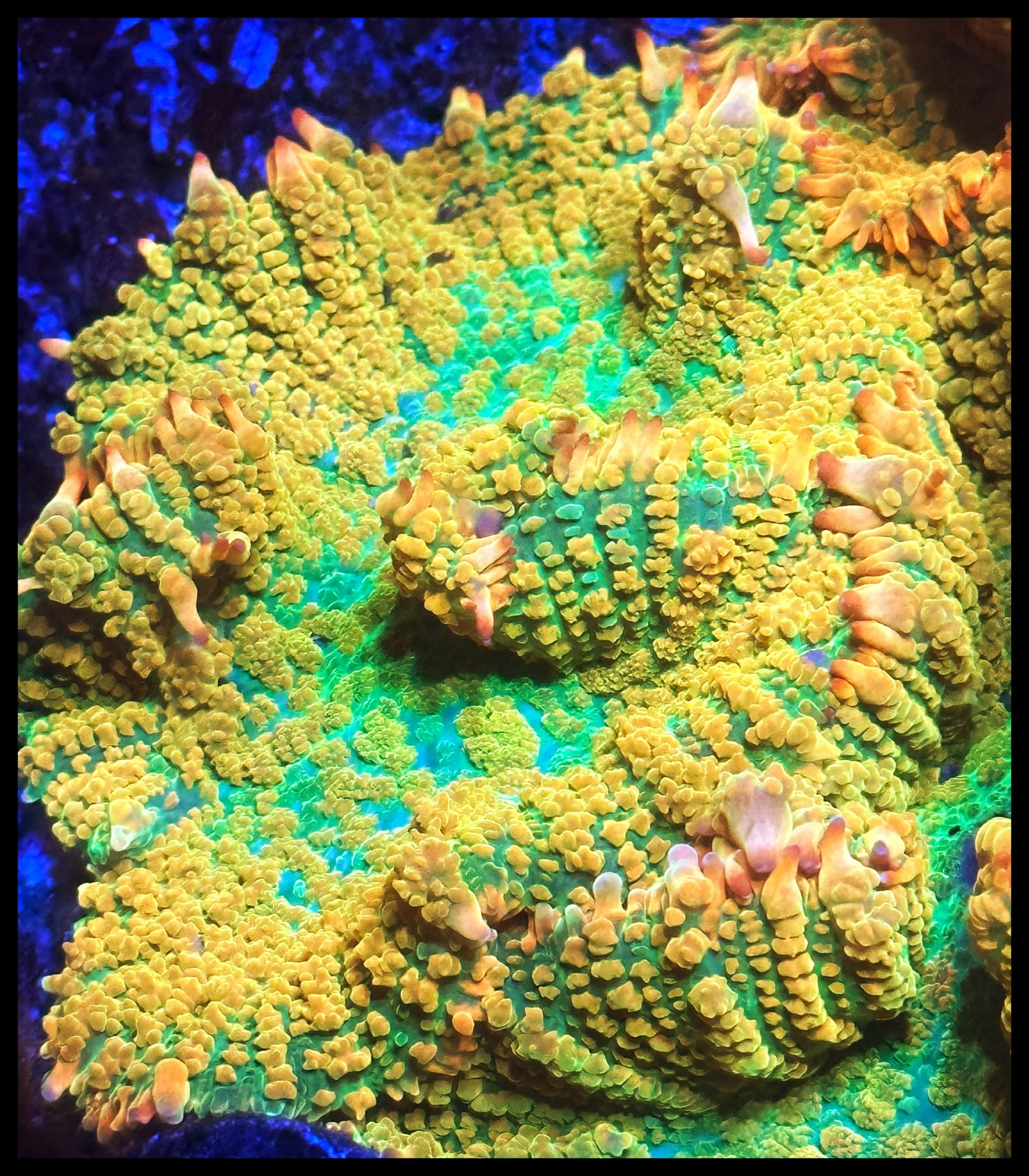 Tequila Sunrise Rhodactis