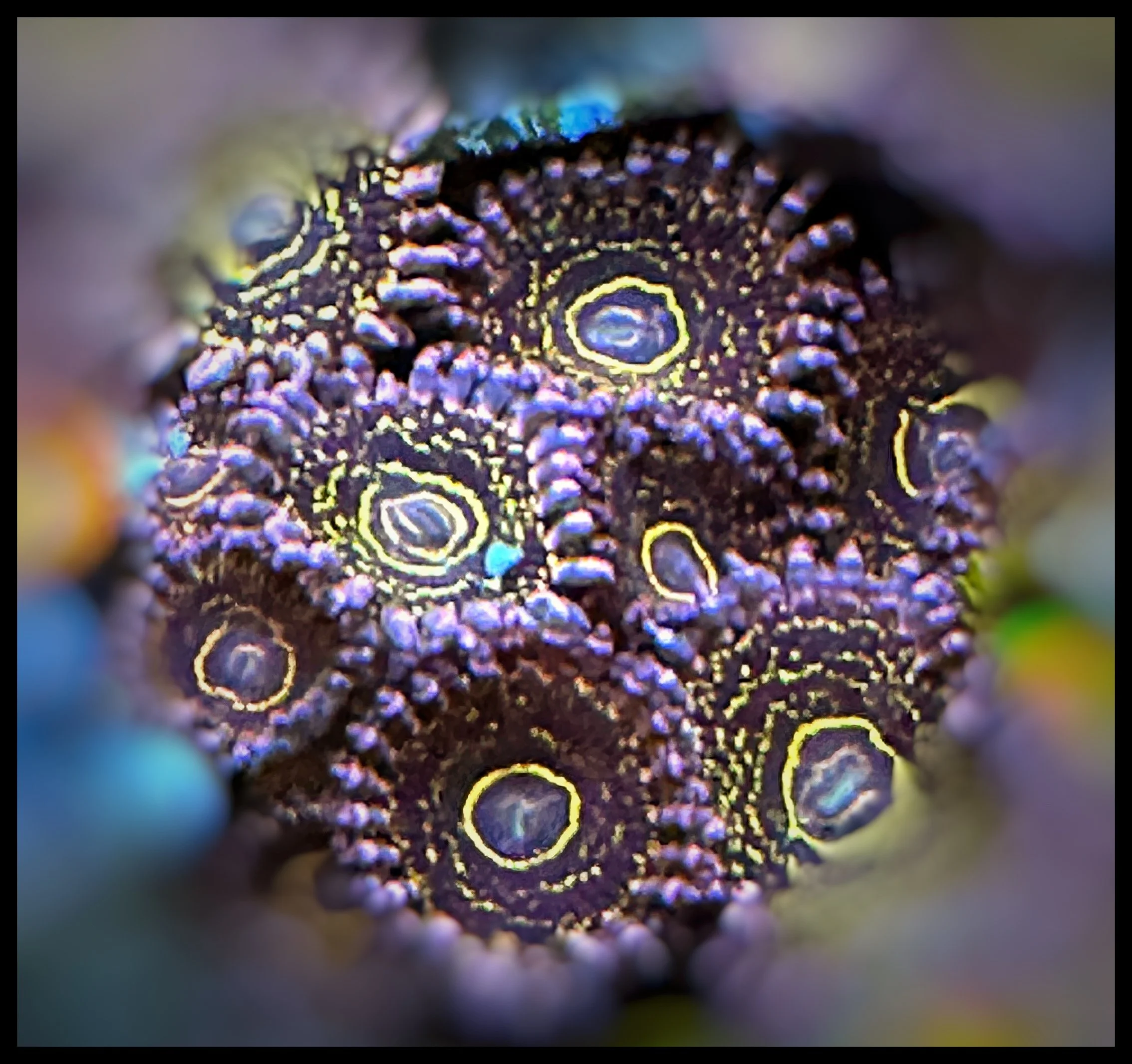 Stratosphere Zoanthid