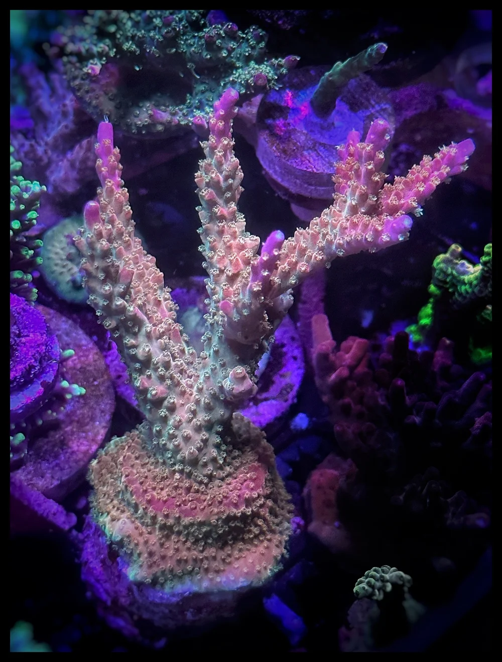 RT 66 Sicario Saint XXLG — Tusi Corals