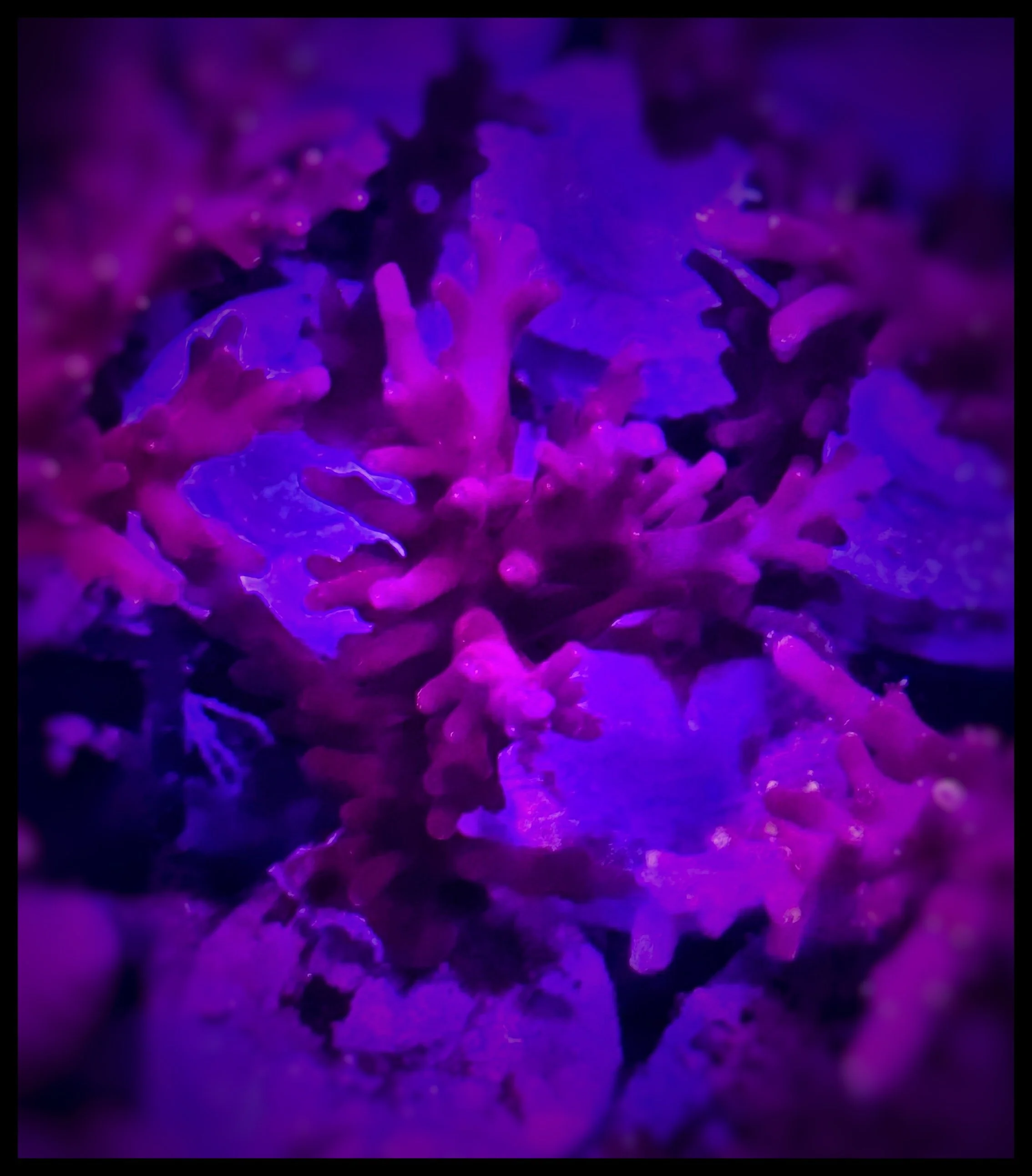 Red Dragon