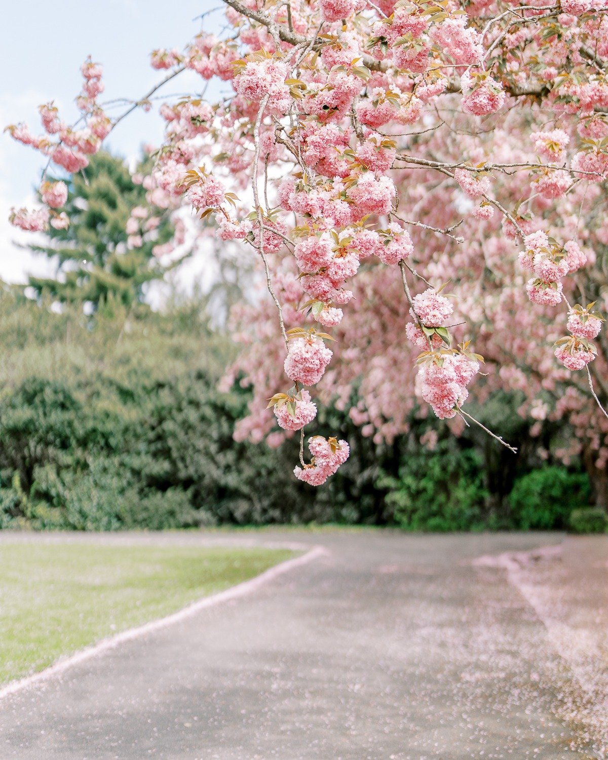 #fineartweddingphotography #photography #seattlephotographer #seattleweddingphotographer #weddingphotographer 
#seattlebride #seattlewedding #family #familyphptographer #maternity #maternitysession #familyphotography #seattlefamily 
#pnwweddingphotog