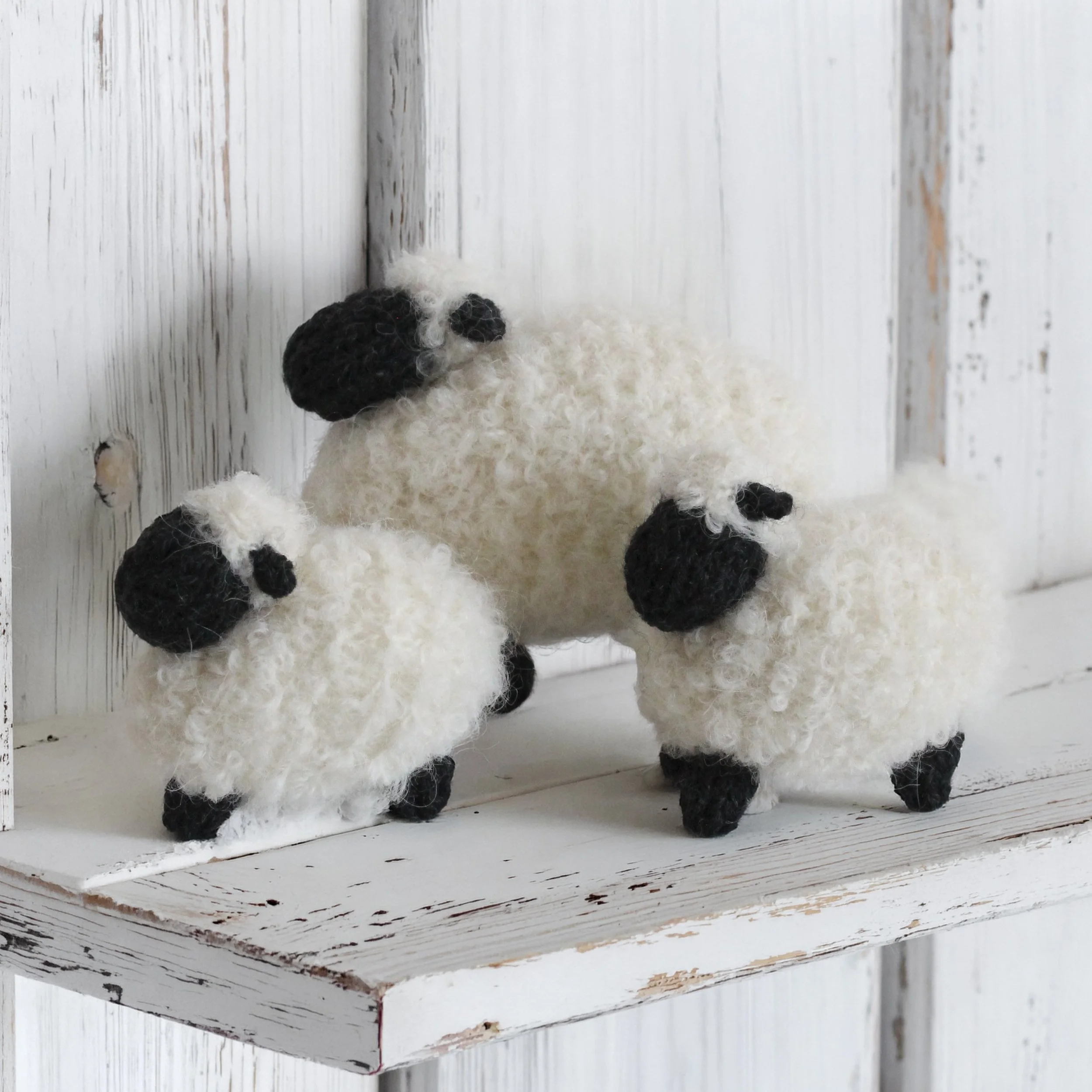 Woolly Family 2.jpg sq.jpg