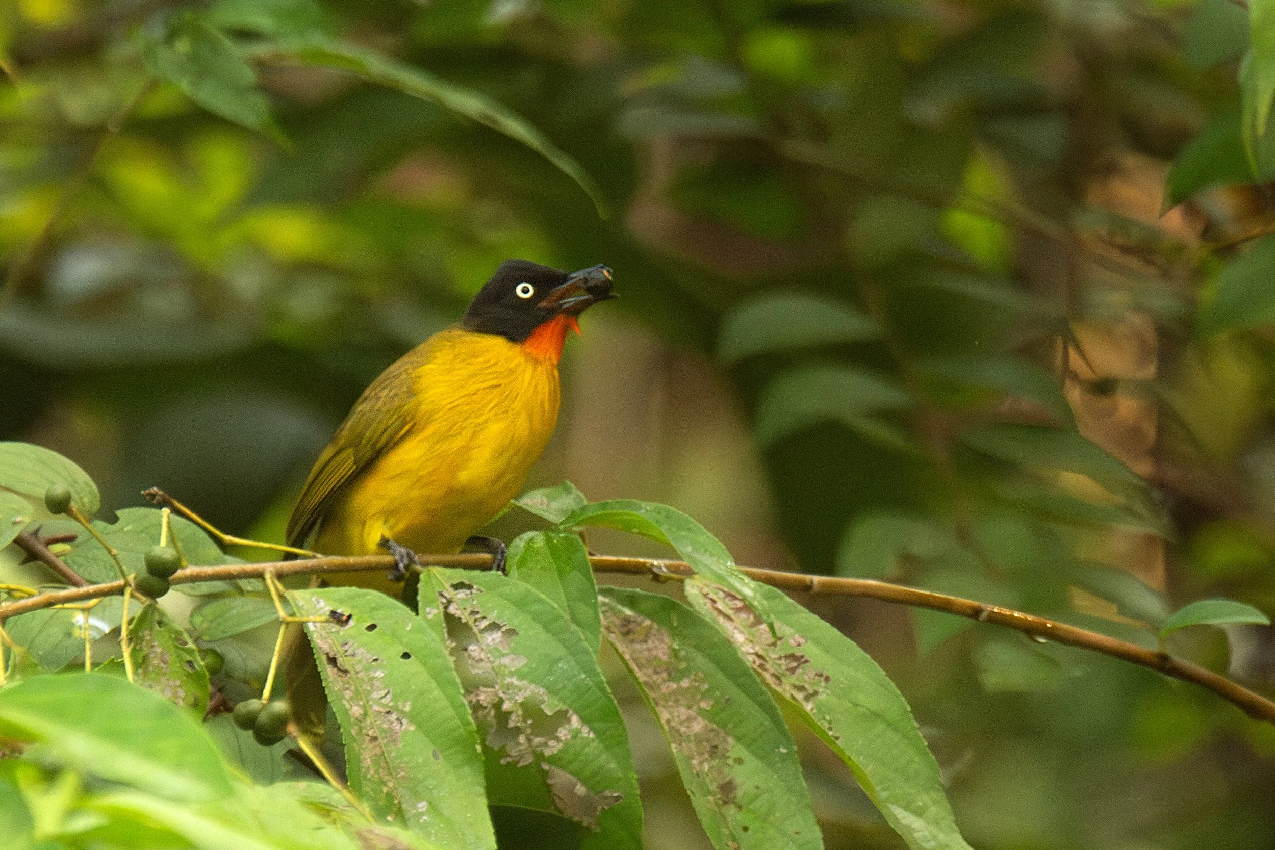 Hum Bulbulain Hain (we are the Bulbuls)