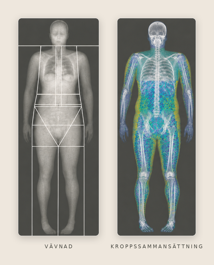 DEXA-bilder som visar vävnad och kroppssammansättning