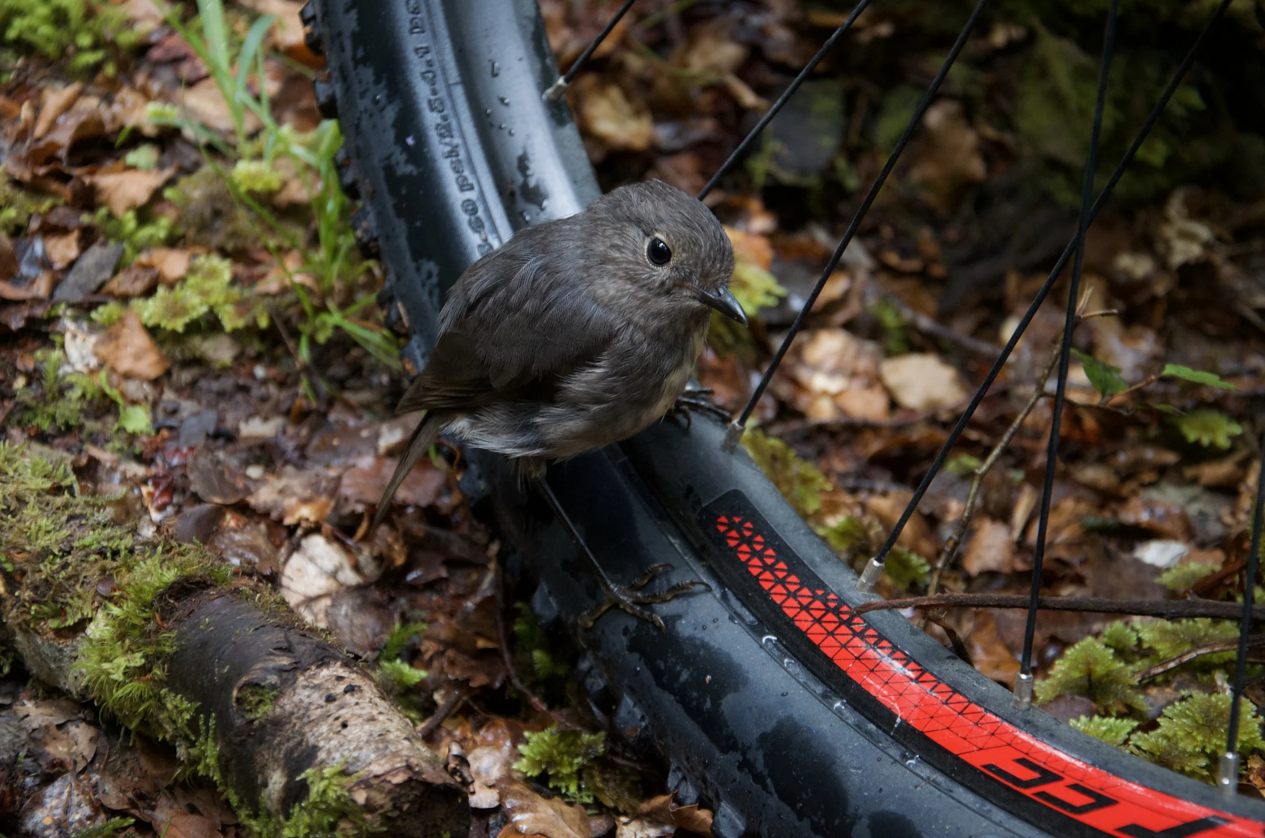 South Island robin, bike wheel