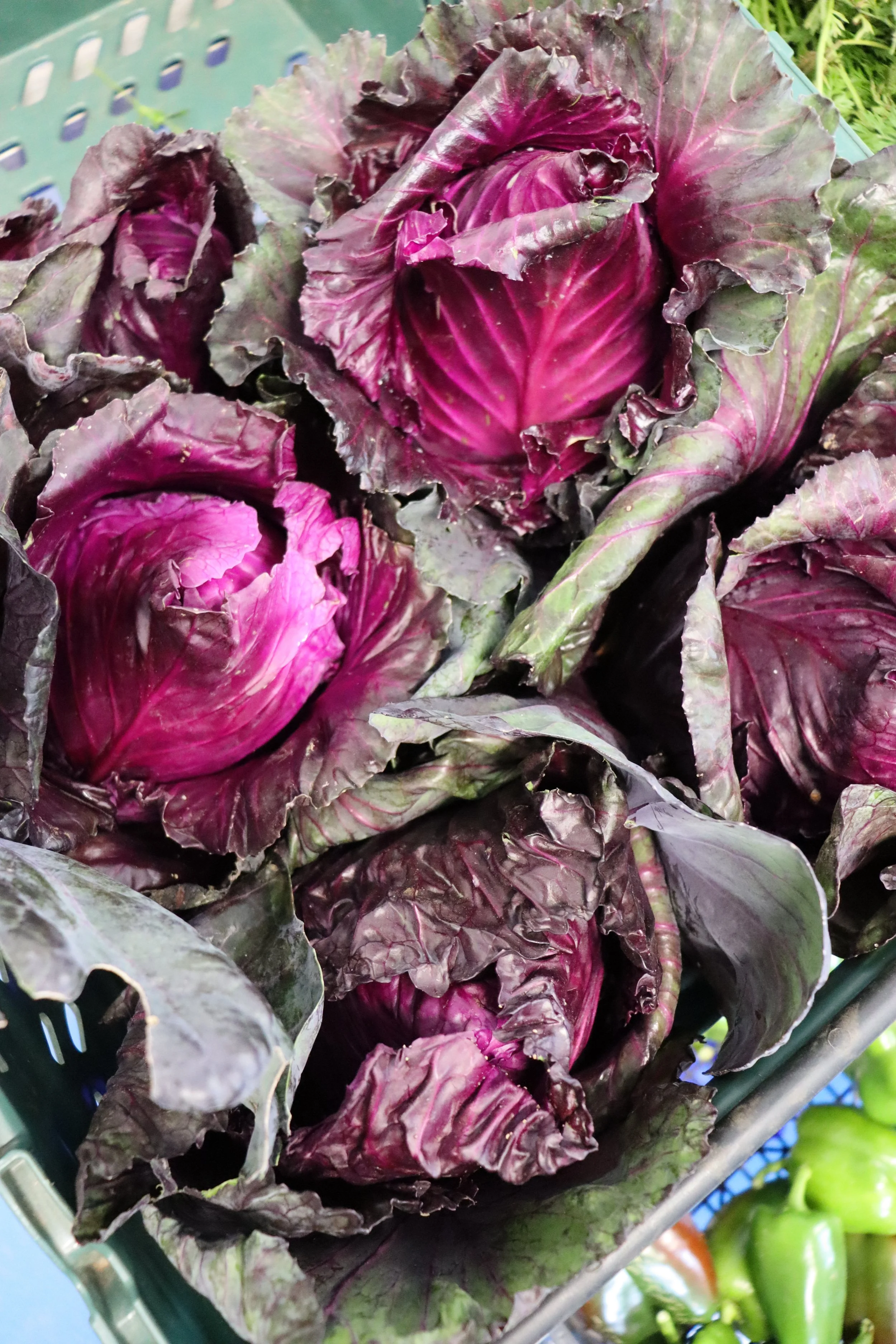 Fresh red and purple lettuce heads in a green basket at a grocery store.